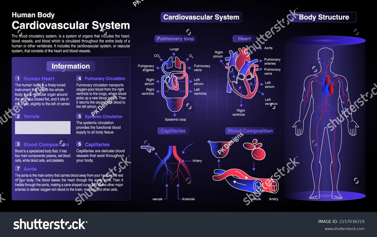 Vector Diagrams Cardiovascular System Function Organs Stock Vector Vector Diagrams Cardiovascular System Function Organs Stock Vector