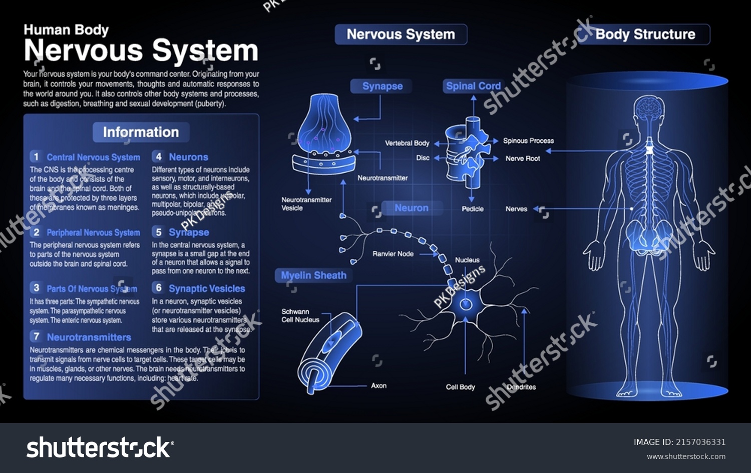 Vector Diagrams Cardiovascular System Function Organs Stock Vector Vector Diagrams Cardiovascular System Function Organs Stock Vector