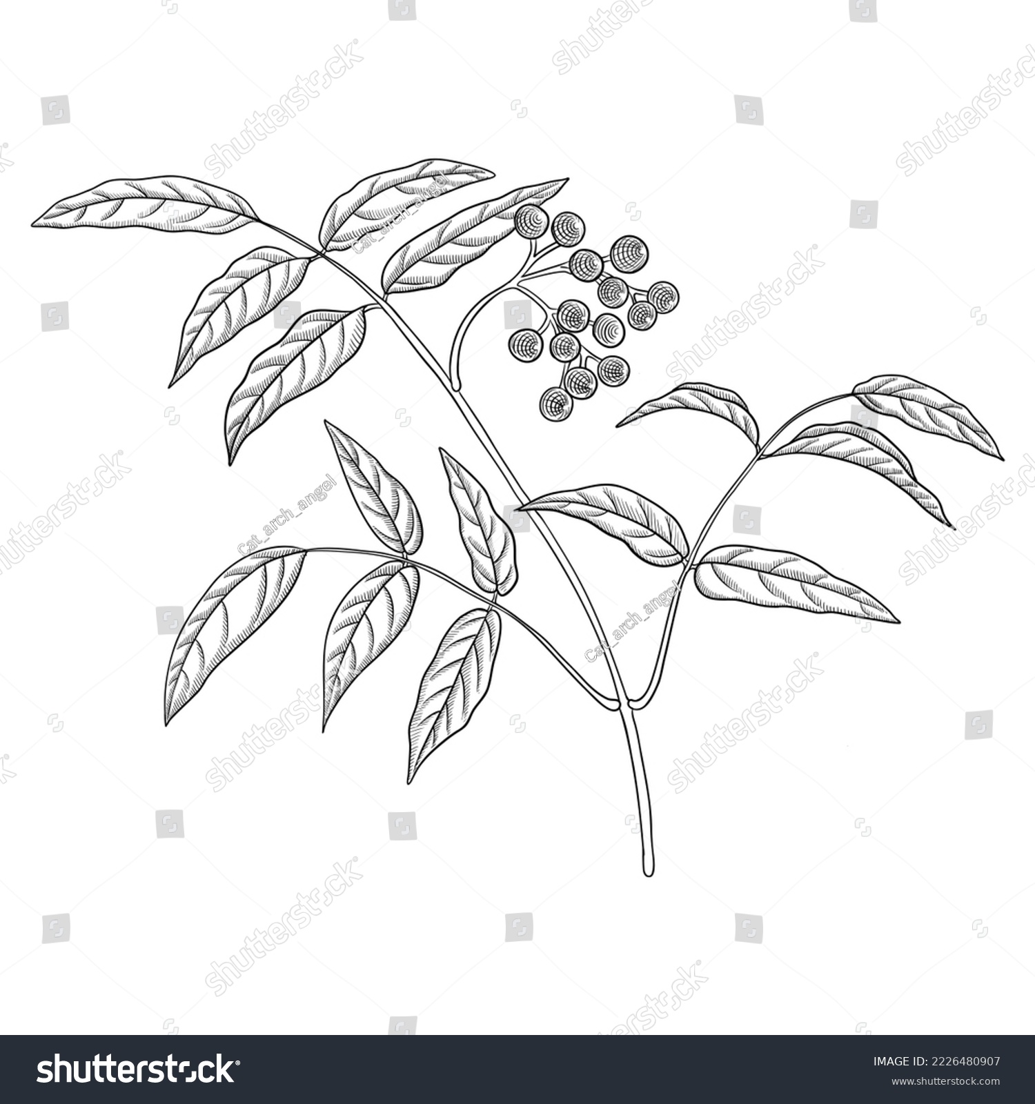 SVG of vector drawing branch of Amur cork tree with leaves and berries, Phellodendron amurense, herb of traditional chinese medicine, hand drawn illustration svg