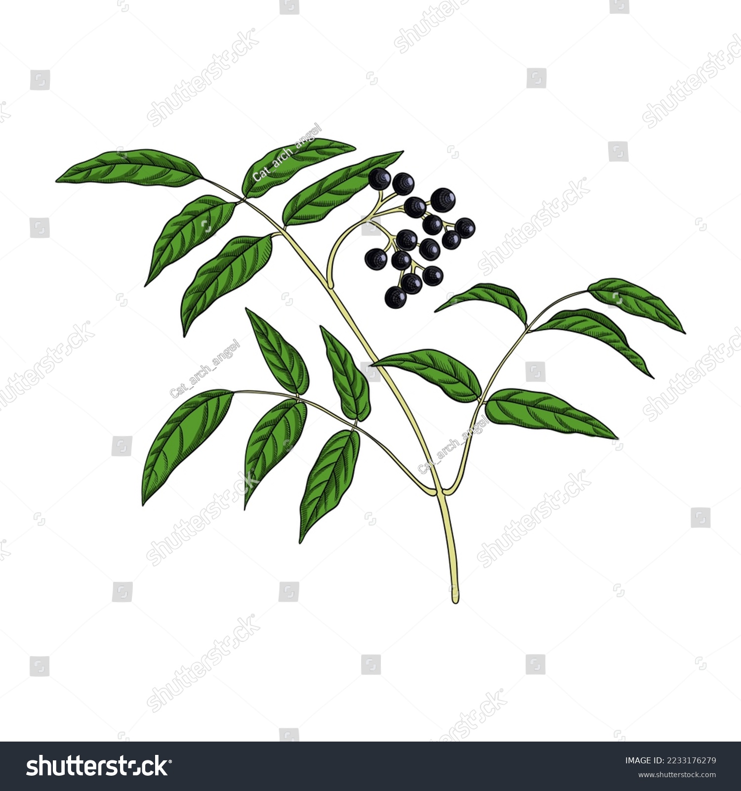 SVG of vector drawing branch of Amur cork tree with leaves and berries, Phellodendron amurense, herb of traditional chinese medicine, hand drawn illustration svg