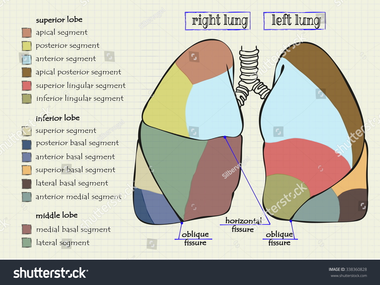 Vector Drawing Diagram Part Human Lung Stock Vector