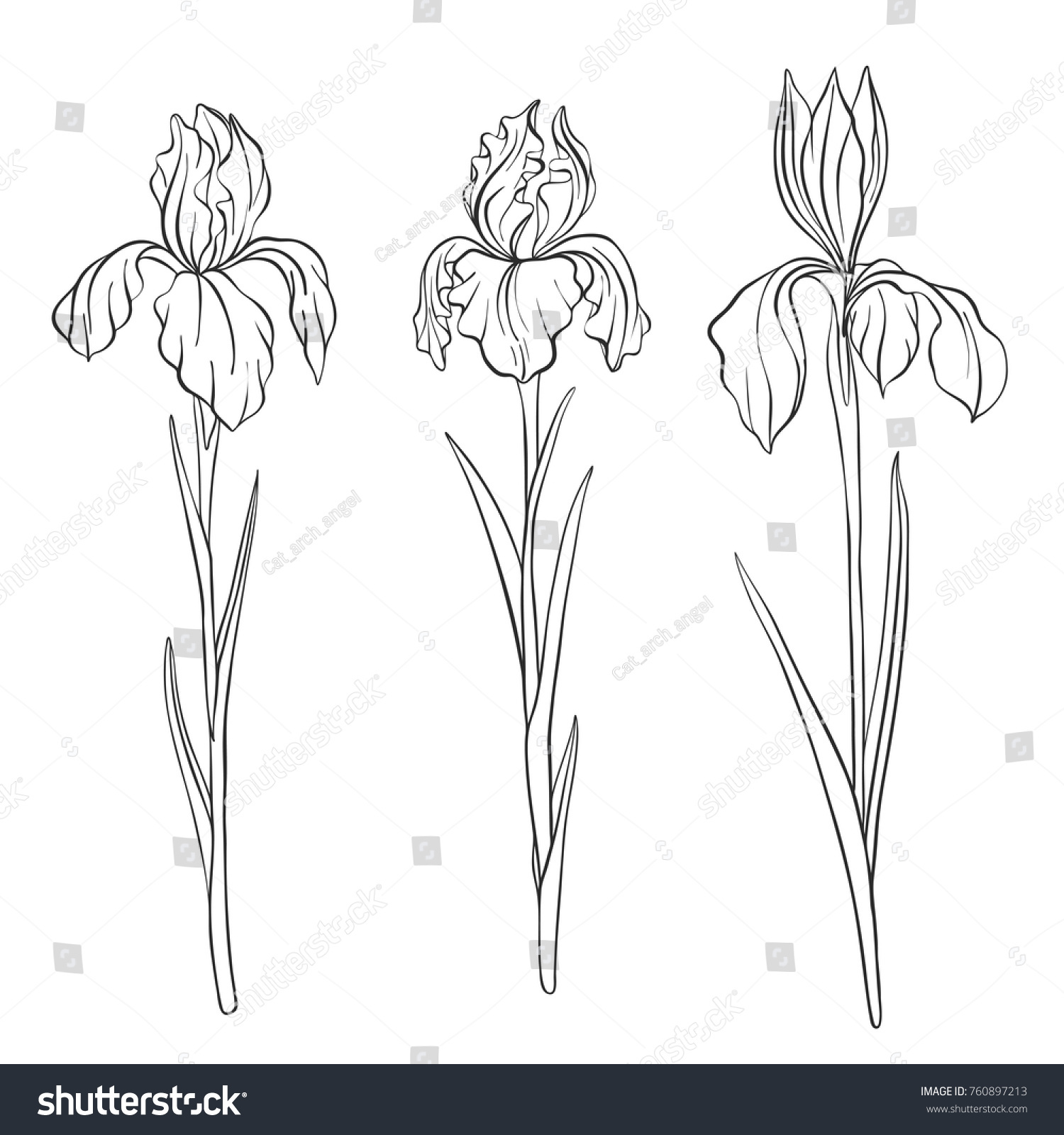 Vector Drawing Flowers Irises Isolated Floral Stock Vector (Royalty ...