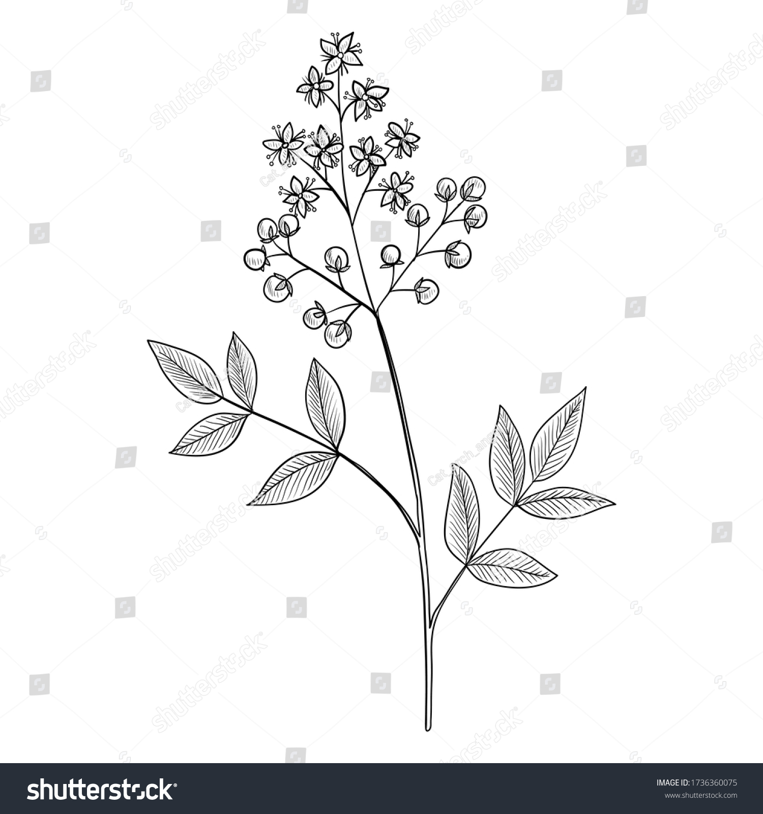 Vector Drawing Henna Lawsonia Inermis Hand Stock Vector (Royalty Free ...