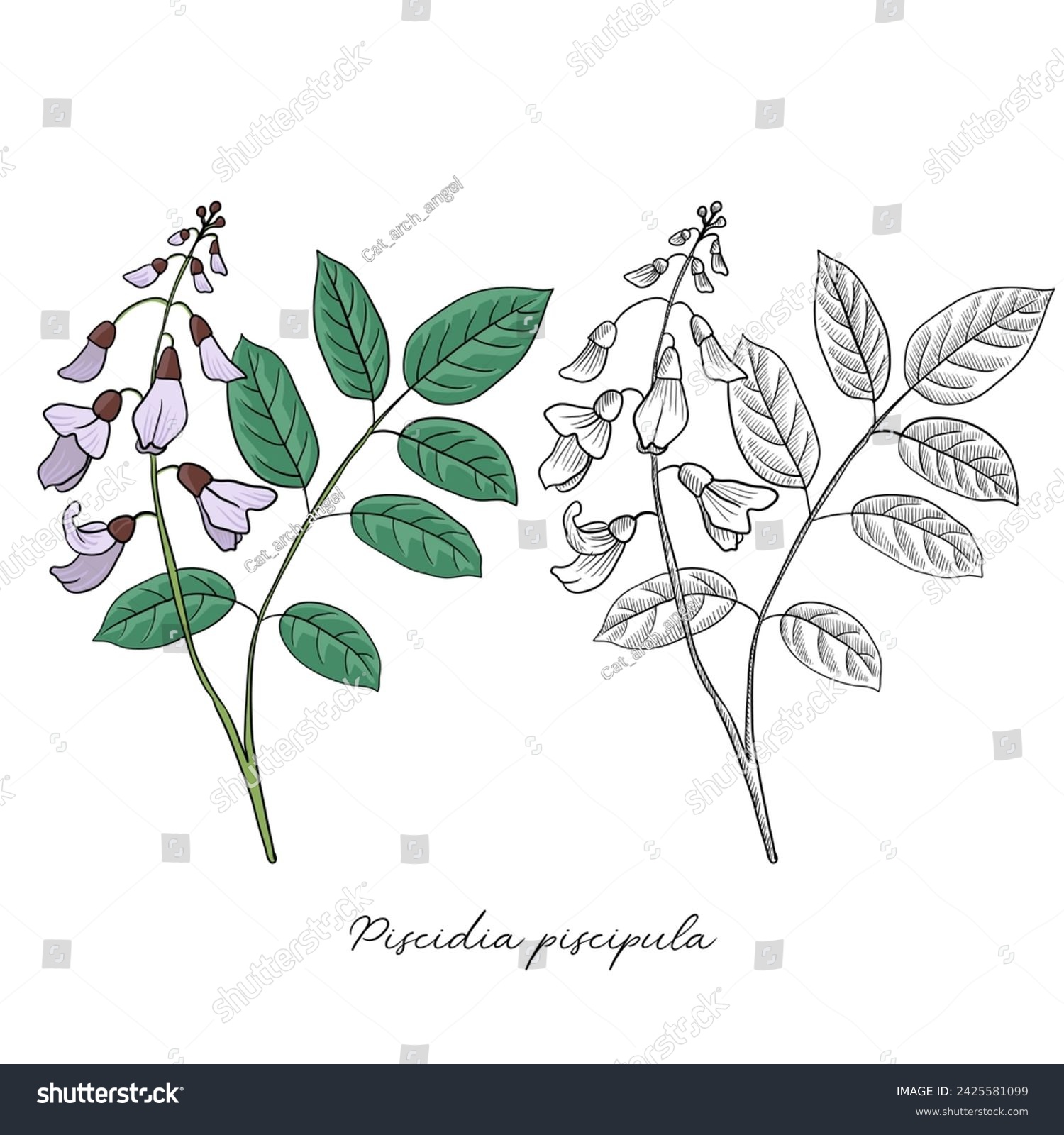 SVG of vector drawing Jamaica dogwood, Piscidia piscipula, Florida fishpoison tree, hand drawn illustration of medicinal plant svg