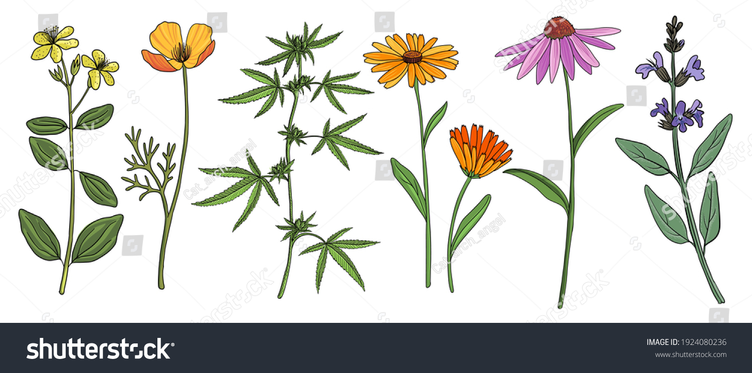 Vector Drawing Medicinal Plants Eschscholzia St Stock Vector (Royalty ...