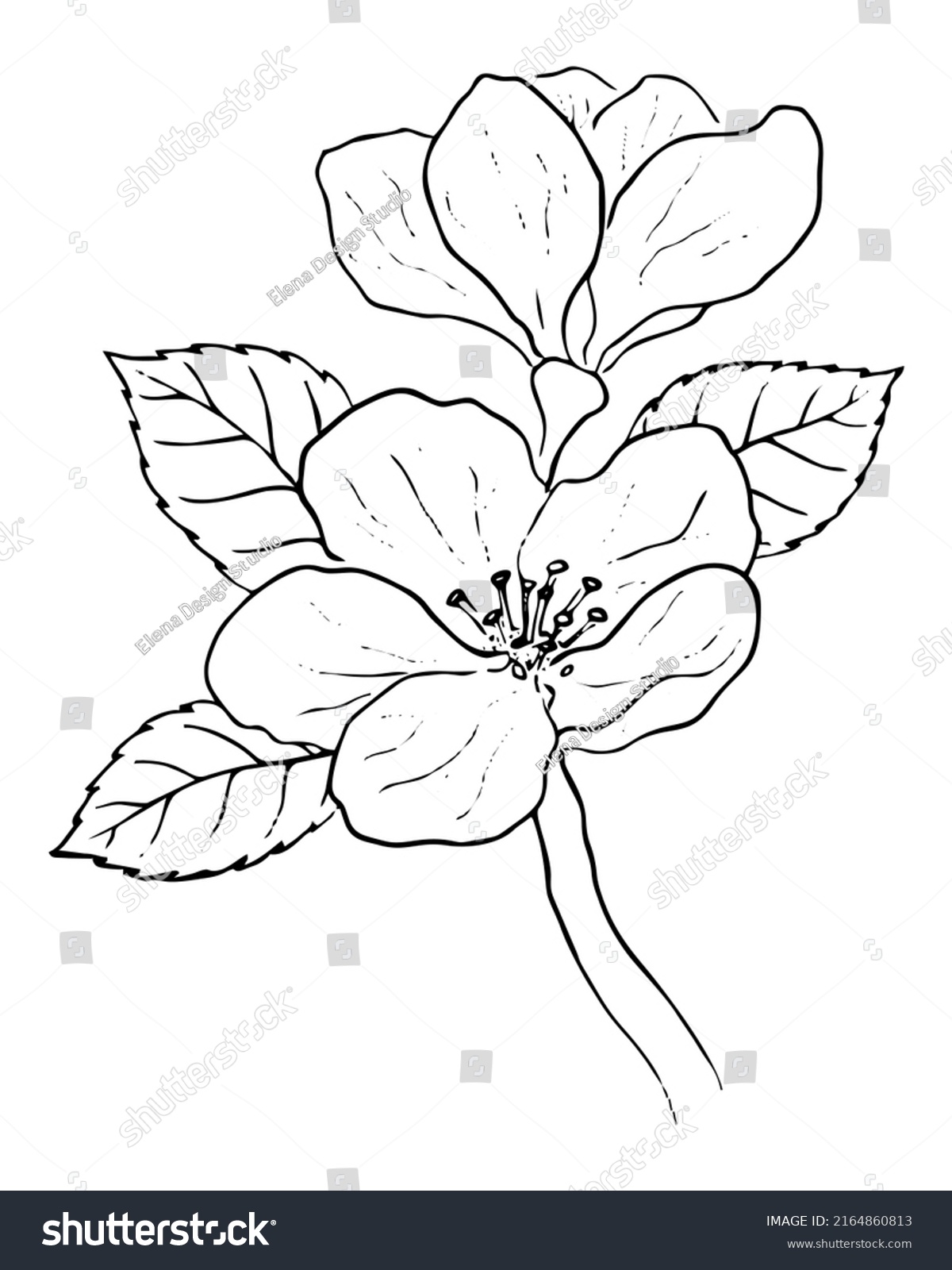 Vector Drawing Black Branch Flowering Apple Stock Vector (Royalty Free ...