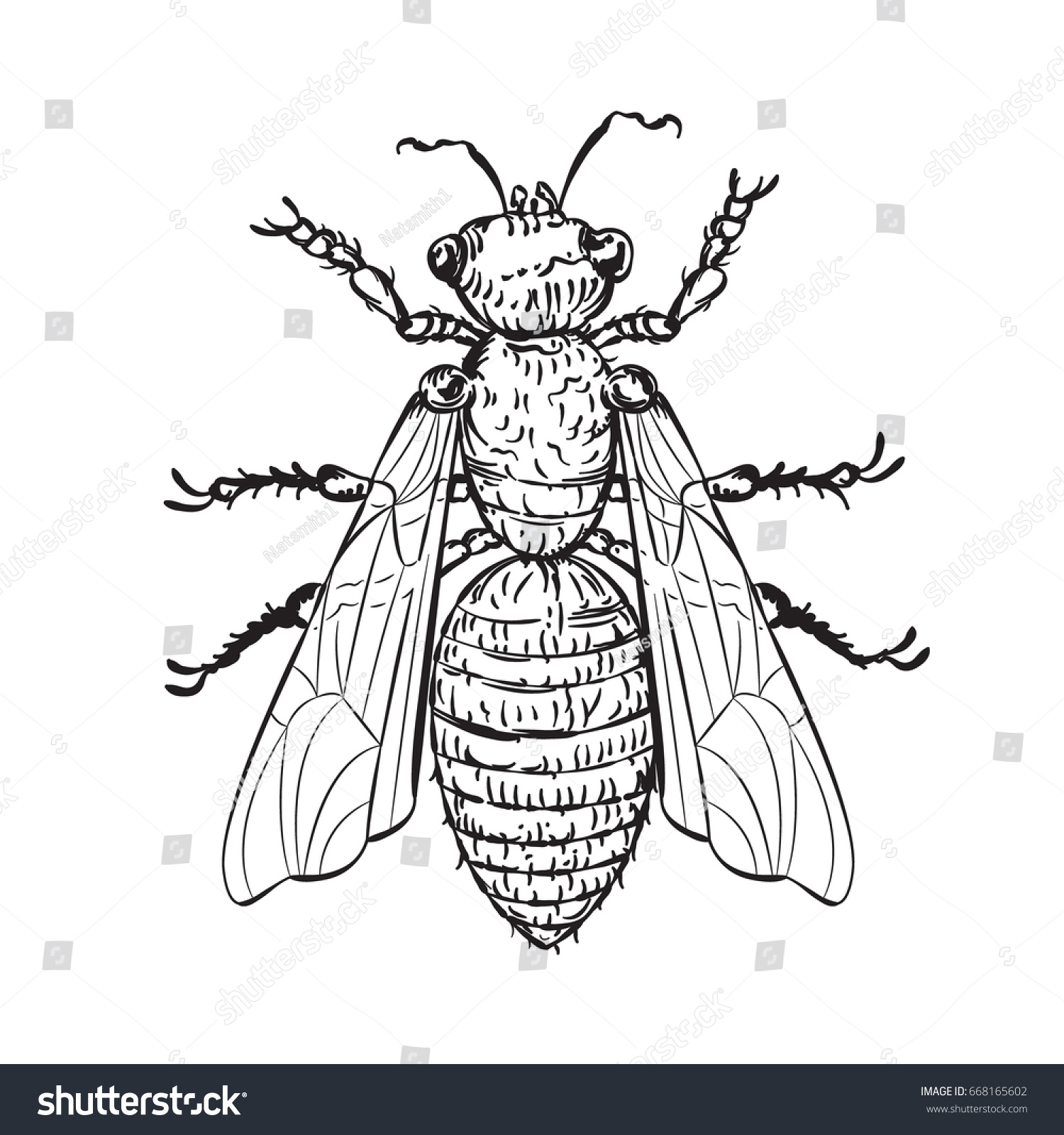 Line Drawing Editor : Vector drawing house fly line art stock
