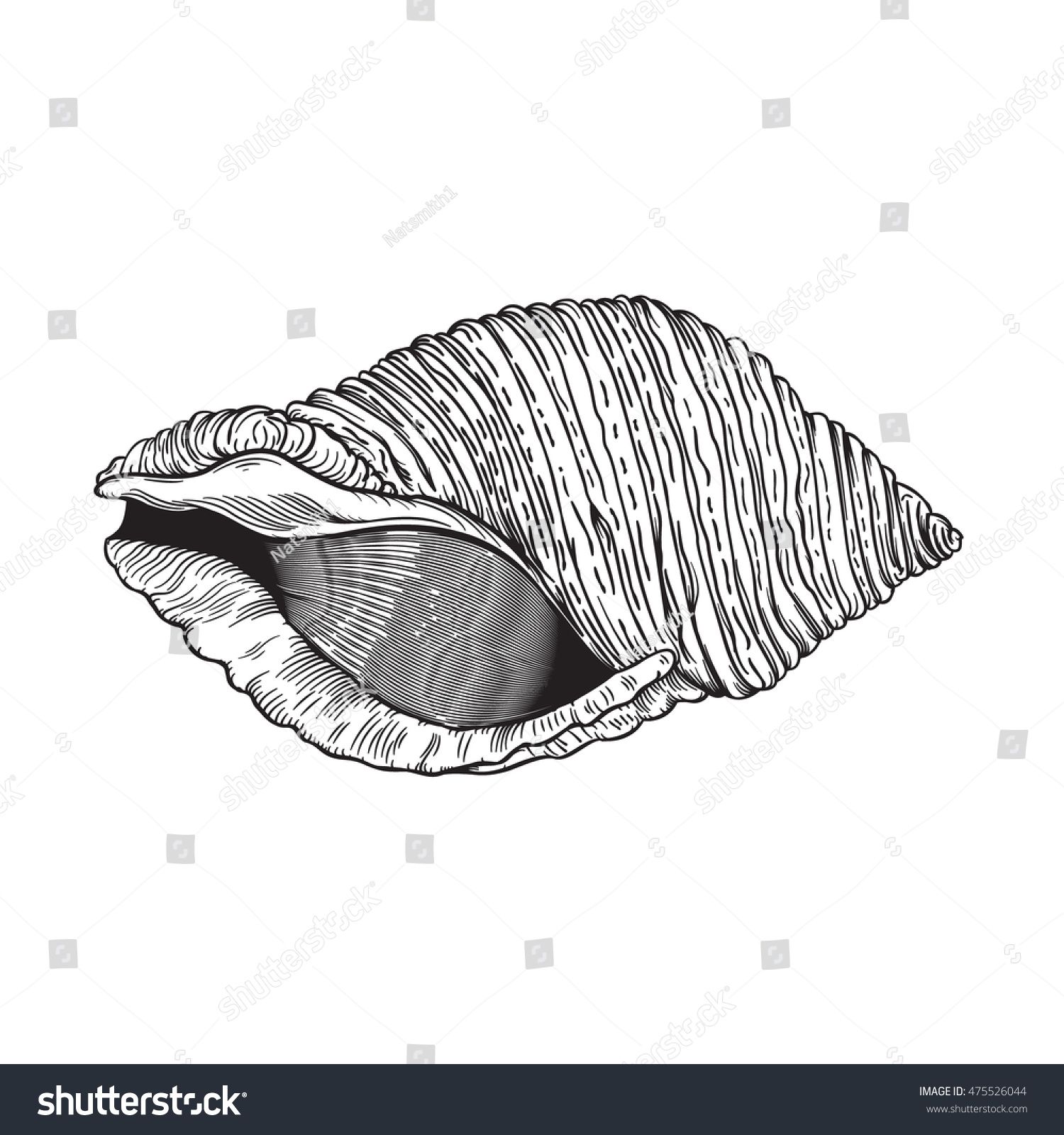 Vector Drawing Sea Shell Line Art Stock Vector (Royalty Free) 475526044