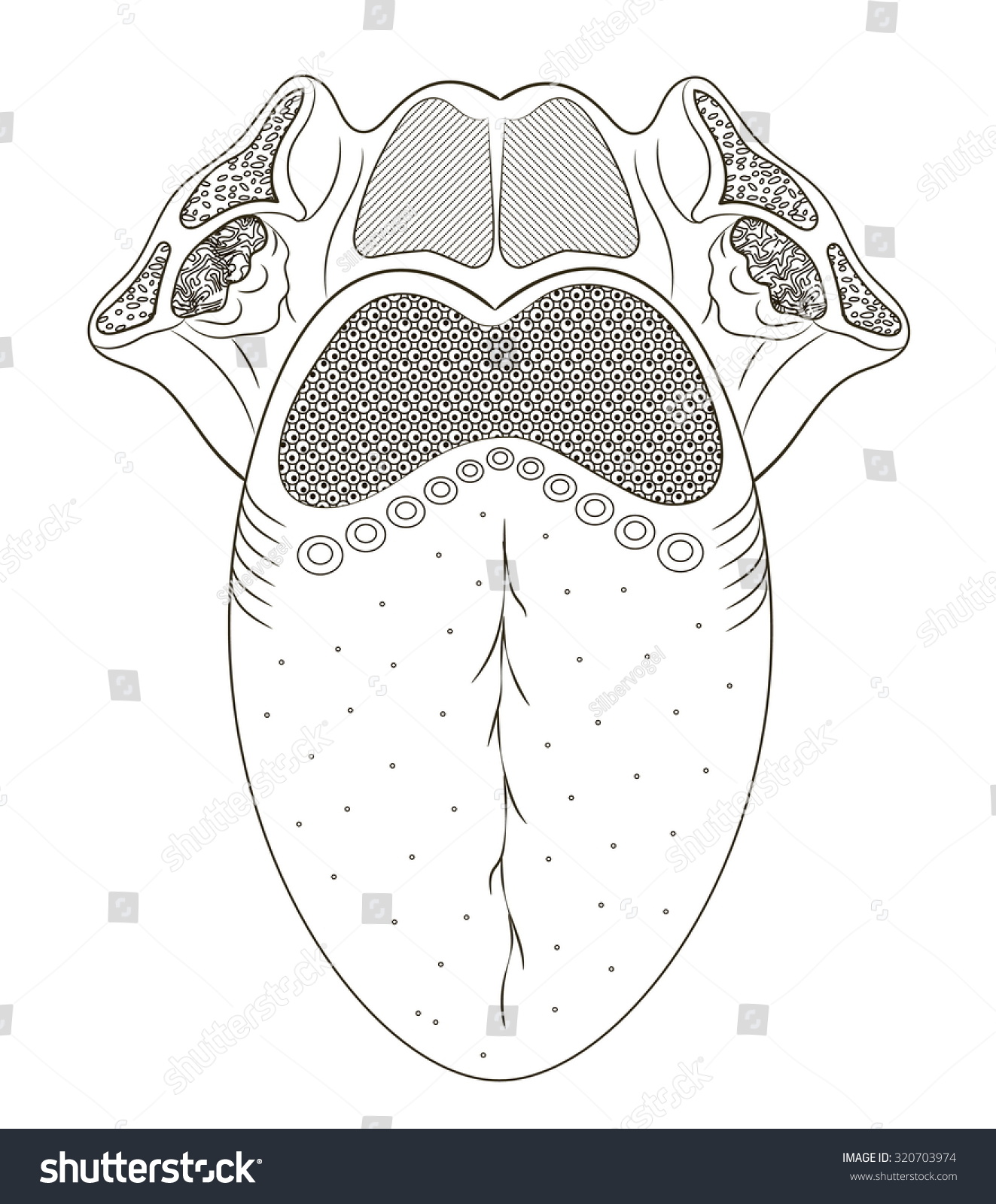 Vector Drawing Human Tongue Stock Vector 320703974 - Shutterstock