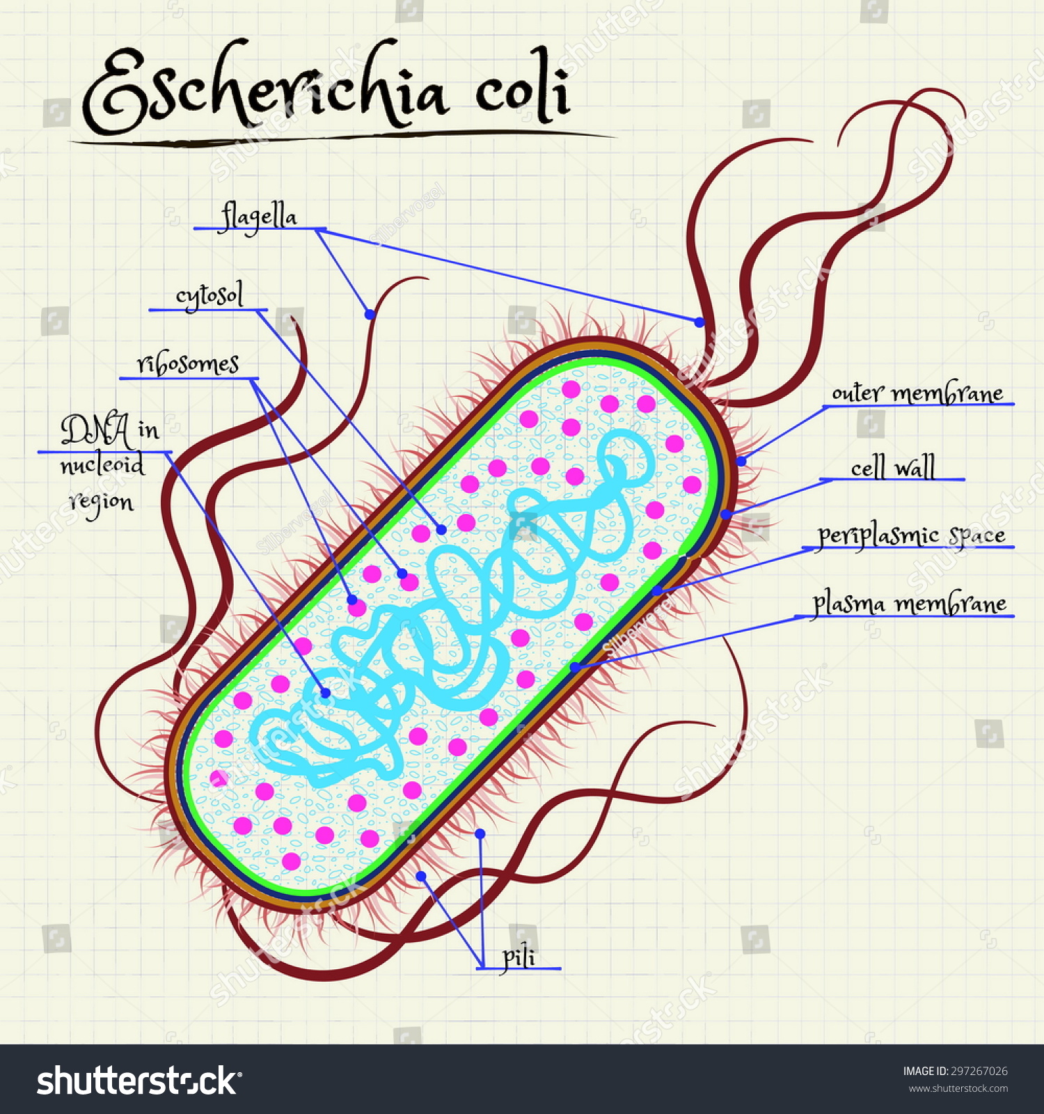 Vector Drawing Structure Escherichia Coli Stock Vector (Royalty Free ...