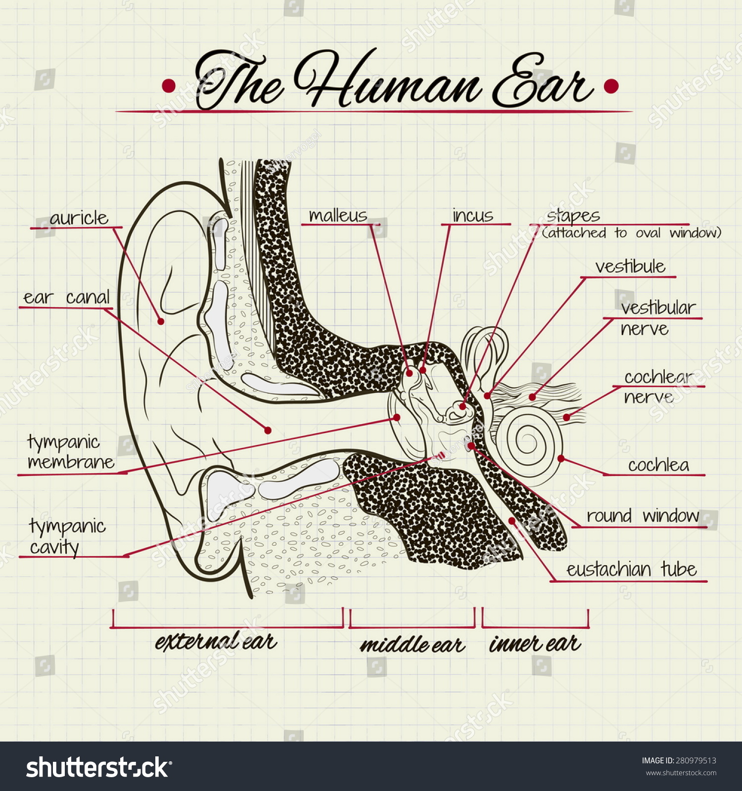 Worksheets Stucture Of Human Ear vector drawing structure human ear stock 280979513 shutterstock