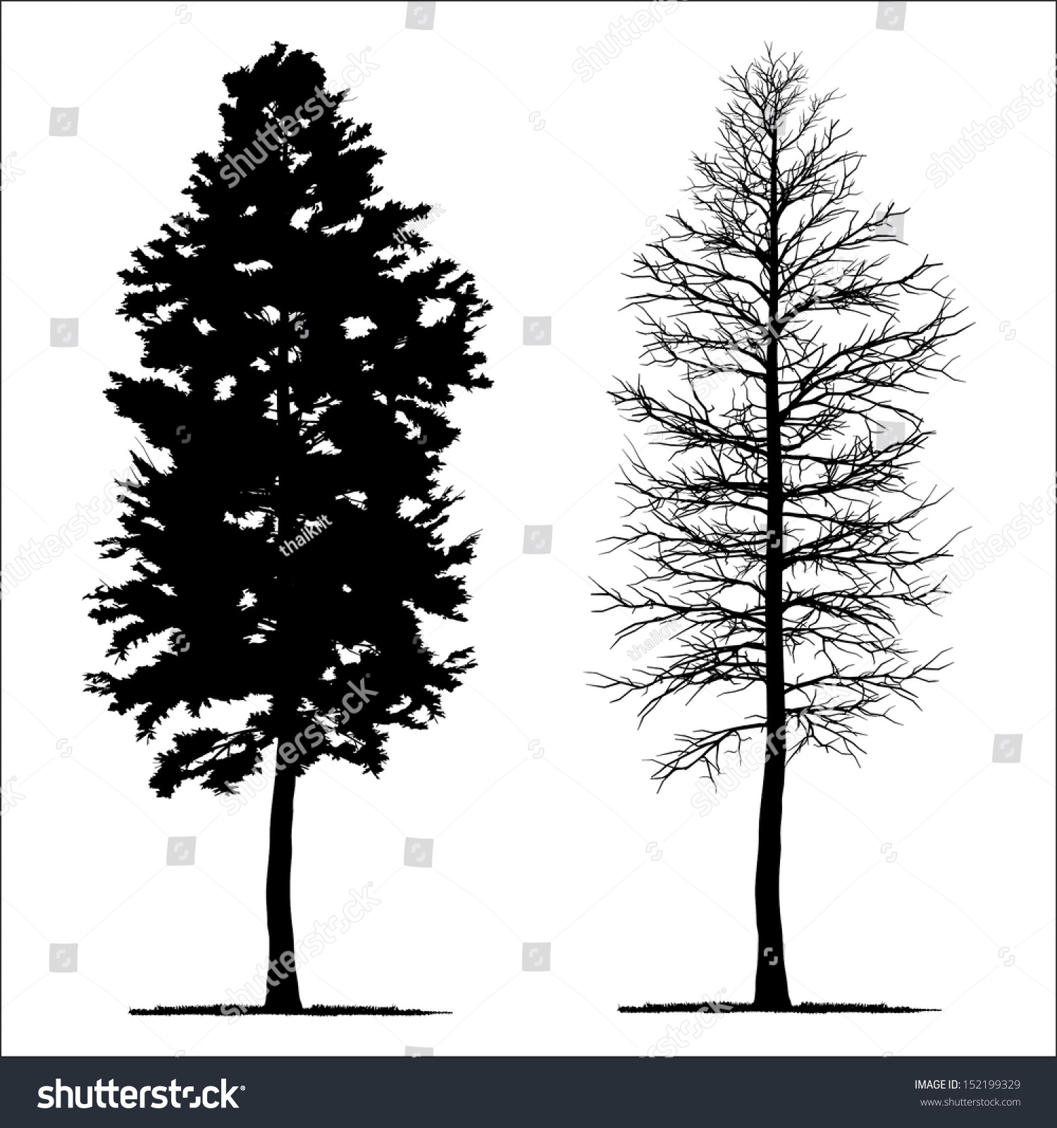 SVG of vector drawing of the tree - detailed vector  svg
