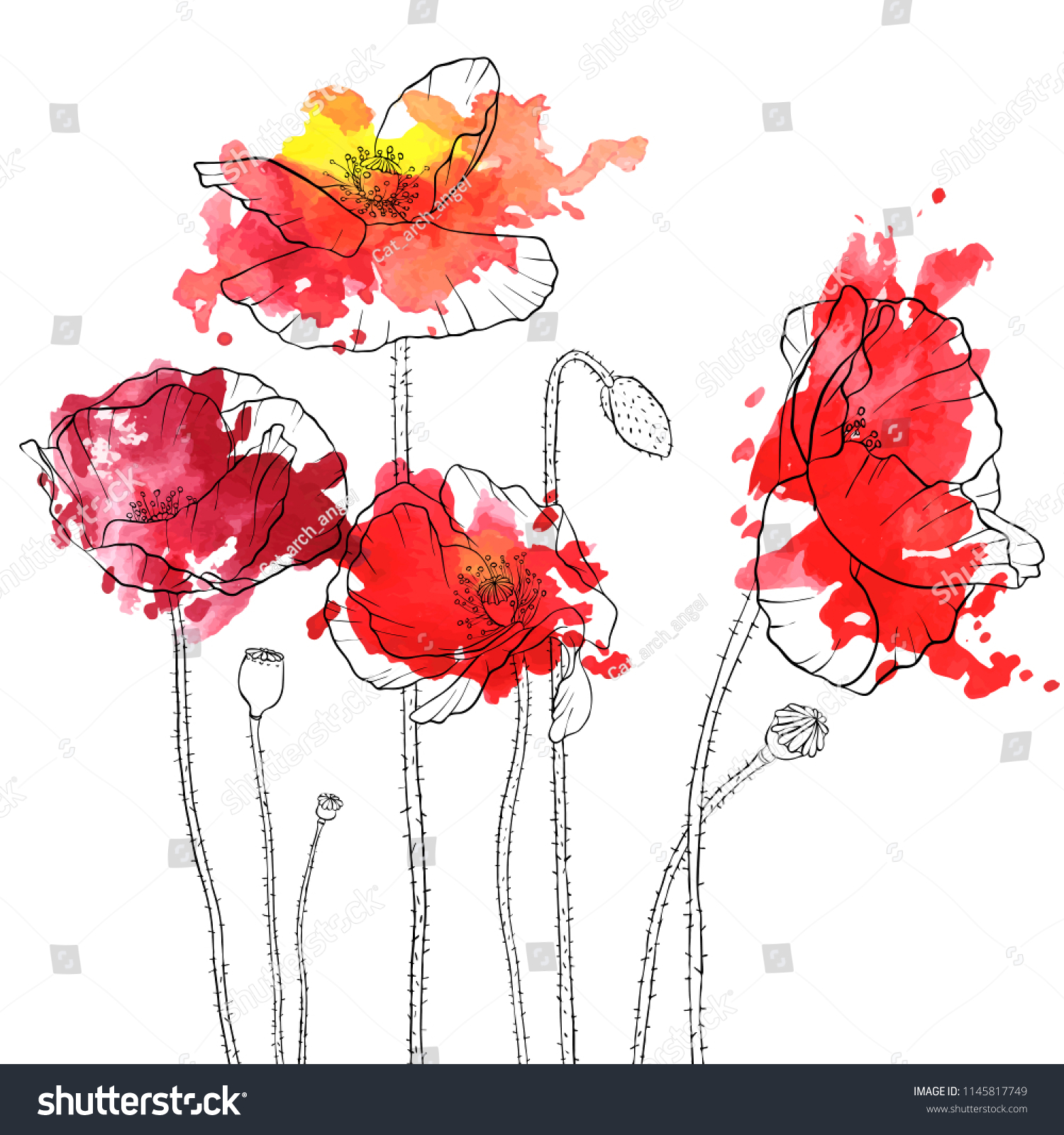 Vector Drawing Red Poppy Flowers Watercolor Stock Vector Royalty Free