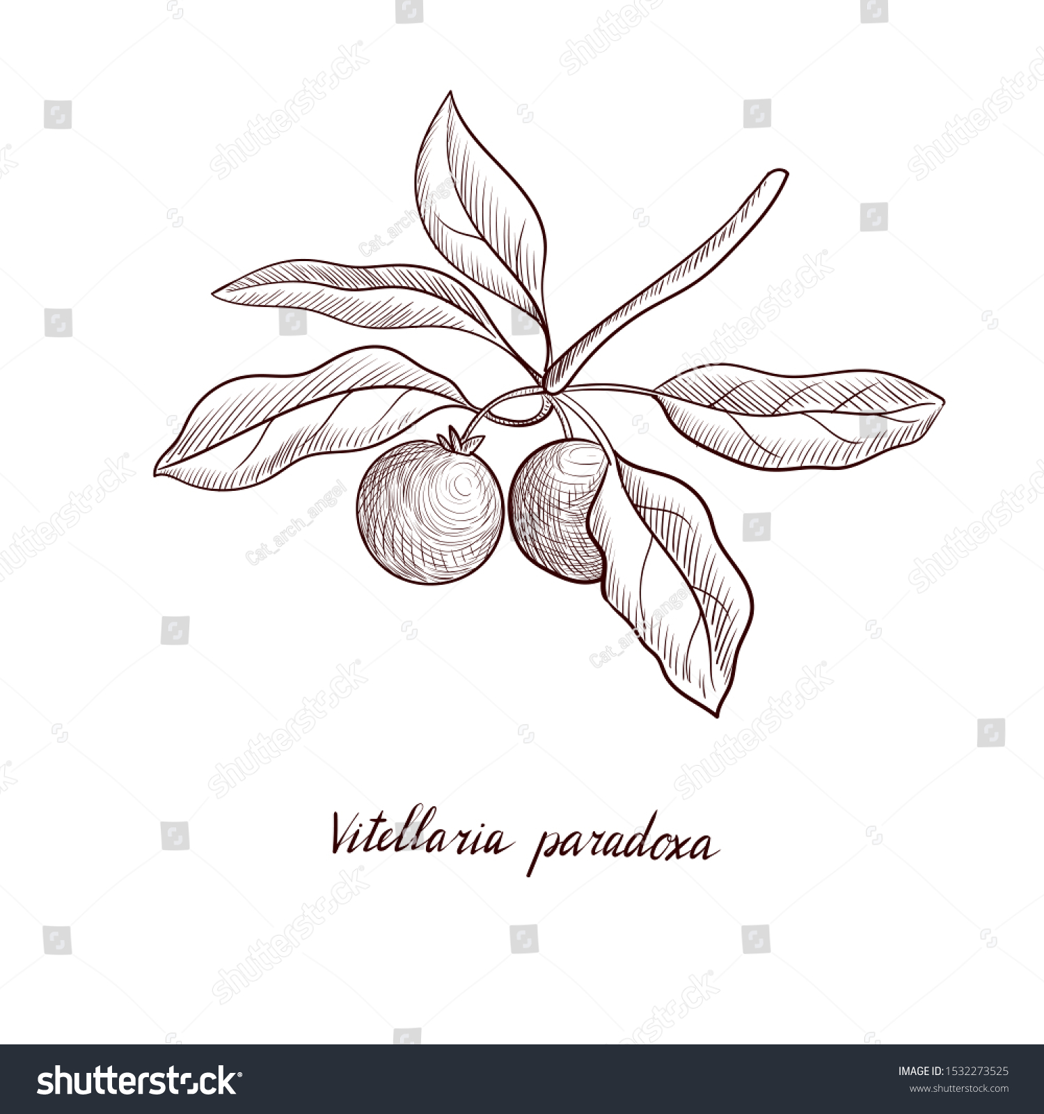 SVG of vector drawing shea tree fruits , Vitellaria paradoxa, hand drawn illustration svg