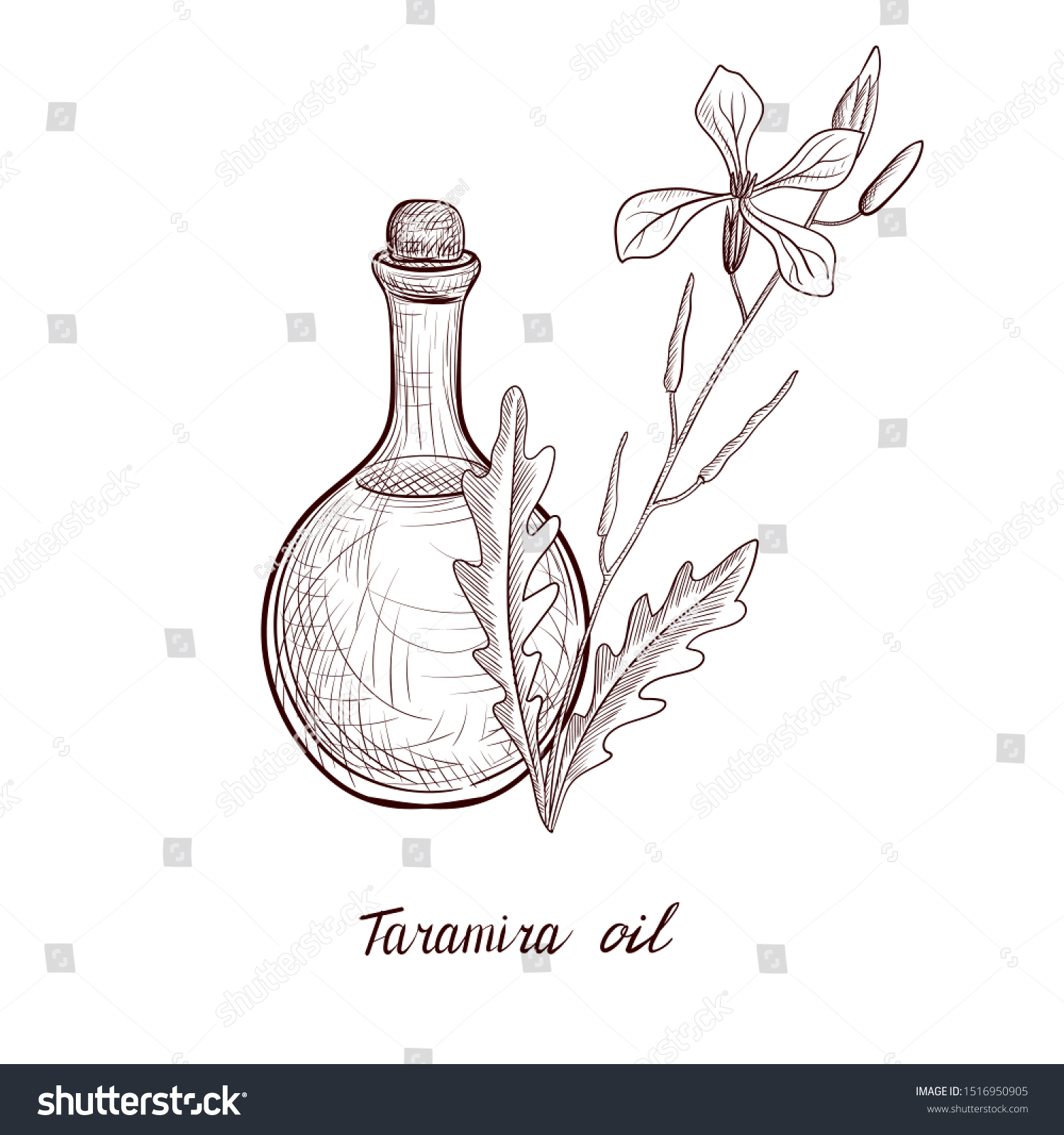 Vector Drawing Taramira Oil Bottle Vegetable Stock Vector Royalty Free