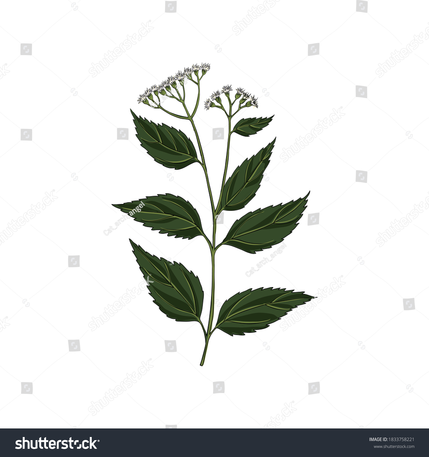 Vector Drawing White Snakeroot Ageratina Altissima Stock Vector ...