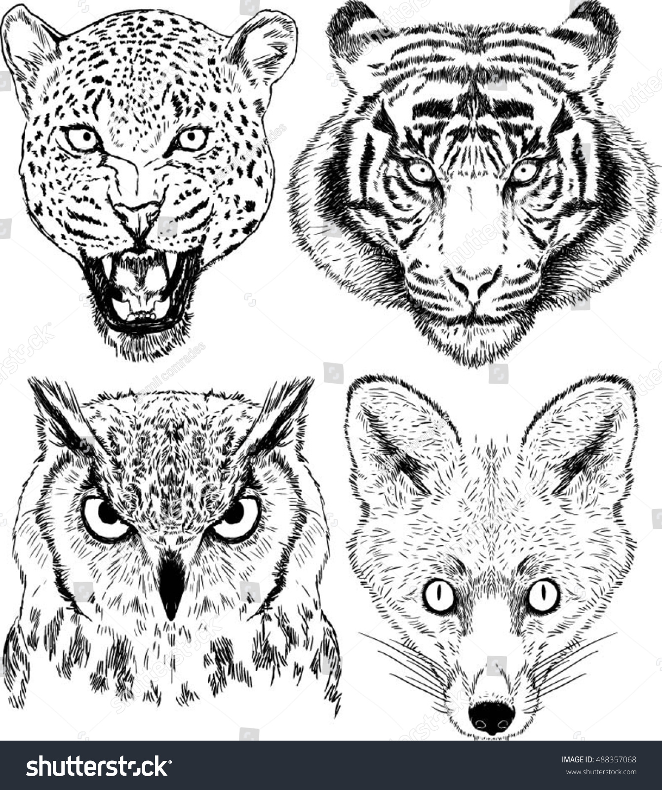 Vector Drawings Wild Animal Faces Set Stock Vector 488357068 - Shutterstock