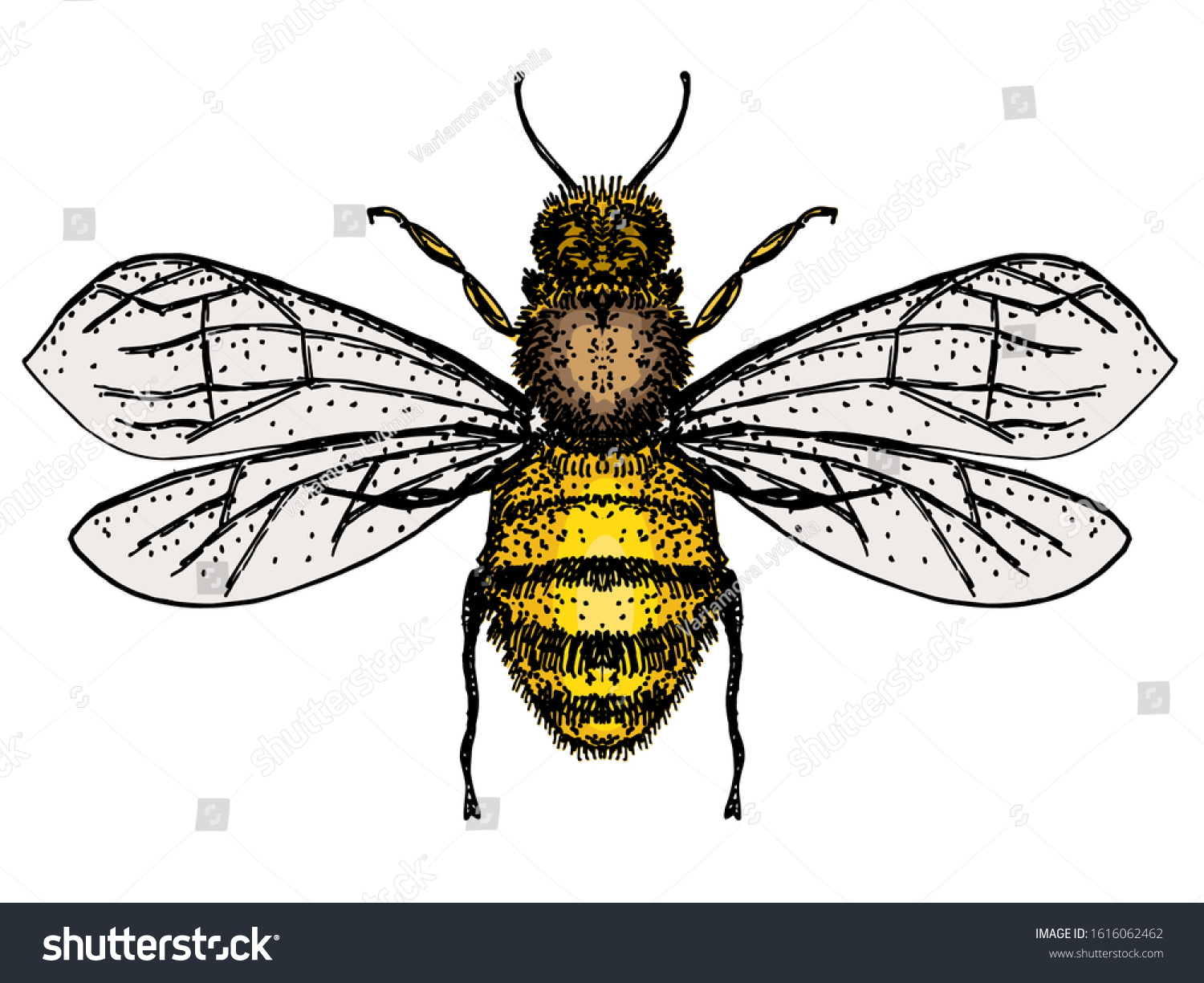 Vector Engraving Illustration Honey Bee Isolate Stock Vector (Royalty ...