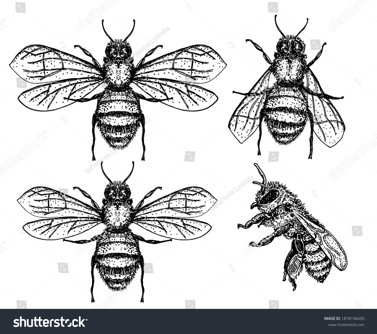 Vector Engraving Illustration Honey Bee On Stock Vector (Royalty Free ...