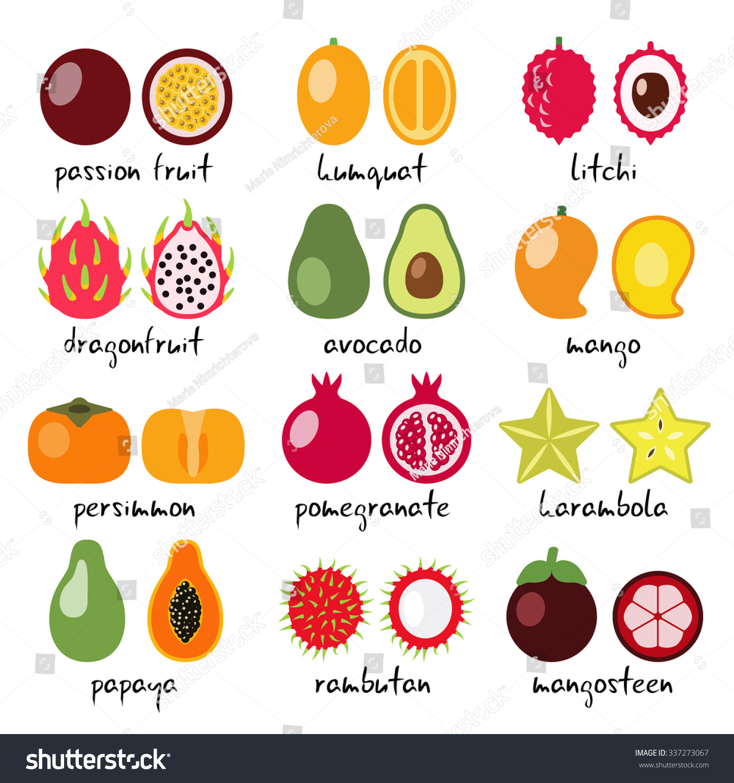 vector exotic fruits collection stock vector 337273067 - shutterstock