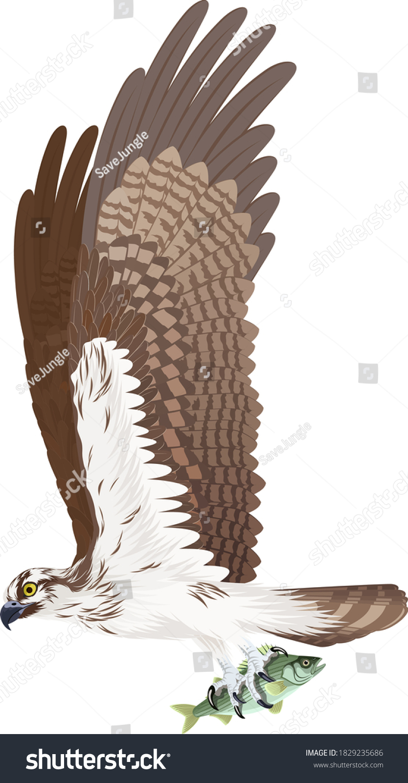 346 Osprey vector Images, Stock Photos & Vectors | Shutterstock