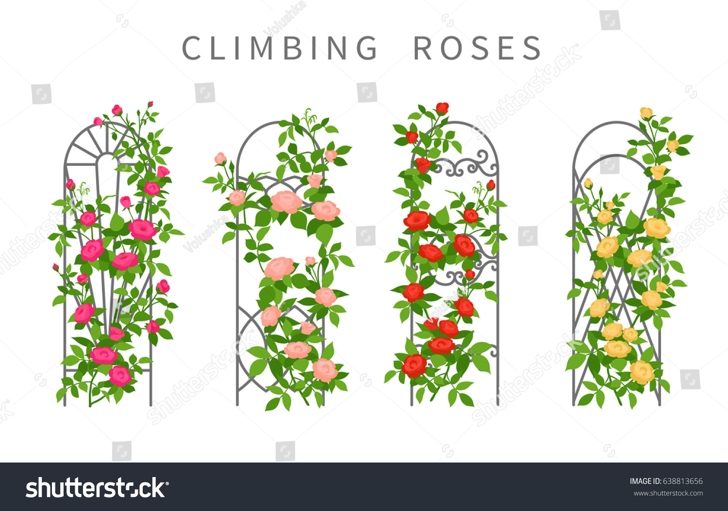 Vector Flat Illustration Climbing Roses On Stock Vector (Royalty Free ...