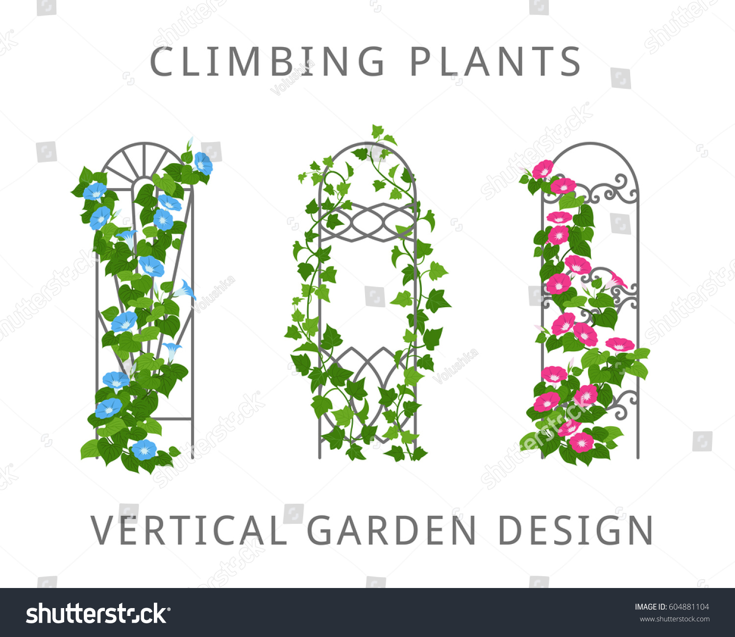 Vector Flat Illustration Garden Trellis Climbing Stock Vector 604881104 ...
