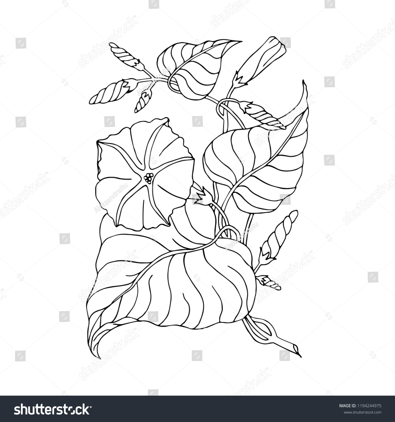 Vector Floral Illustration Morning Glory Ipomoea Stock Vector (Royalty ...