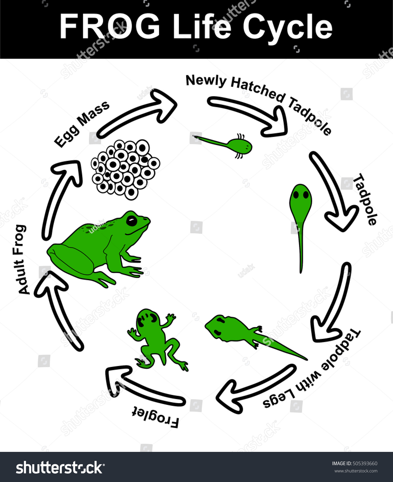 Vector Frog Life Cycle All Stages Stock Vector (Royalty Free) 505393660