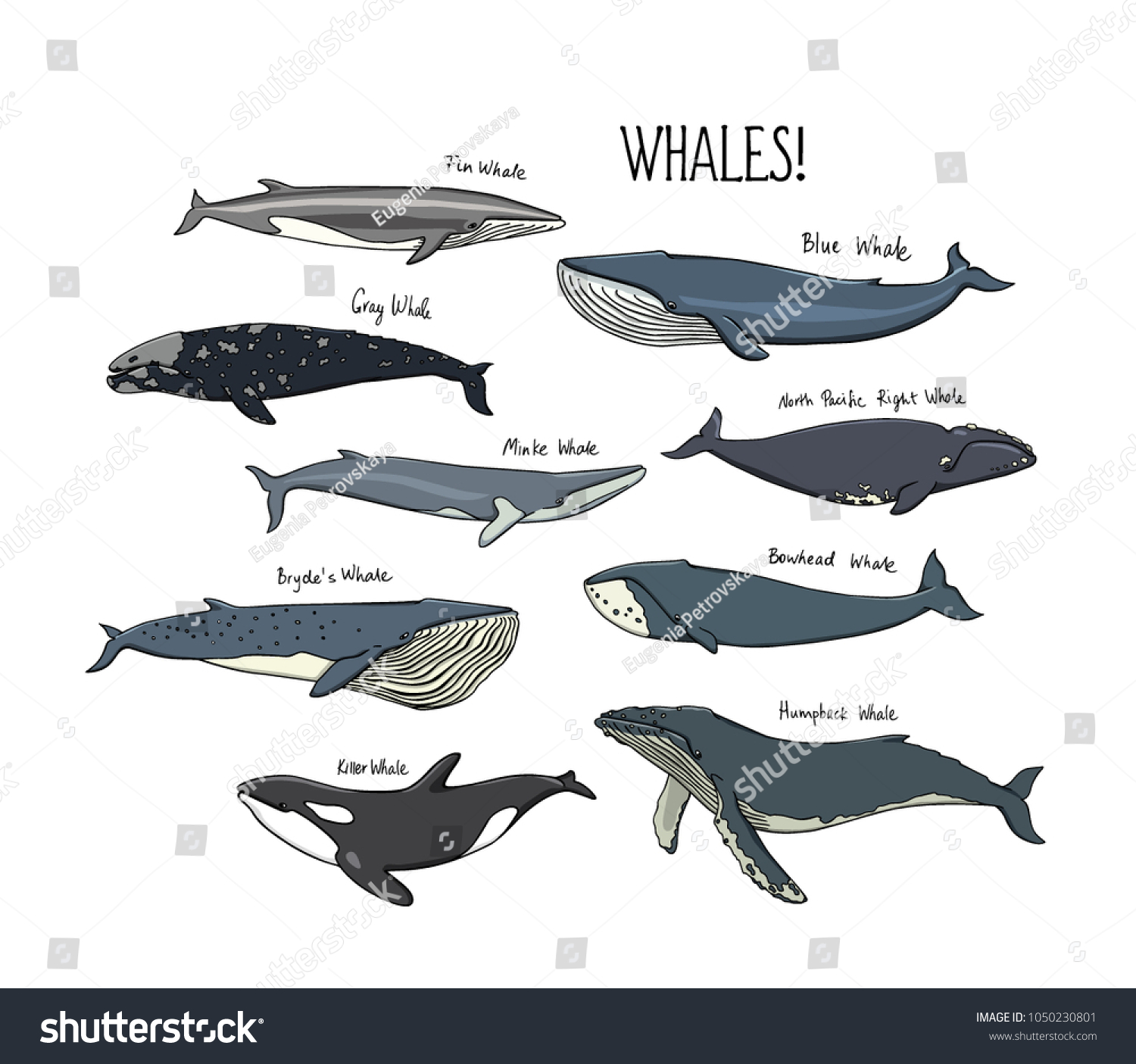 Vector Graphic Set Hand Drawn Whales Stock Vector (Royalty Free) 1050230801