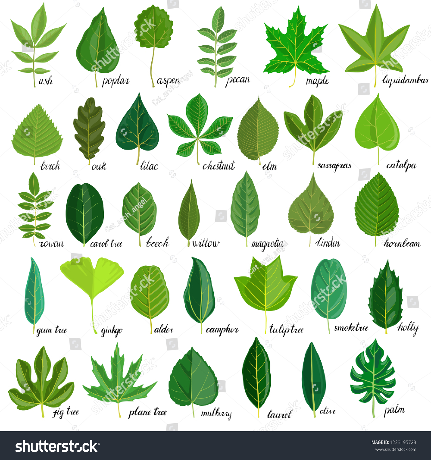 330,432 Different leaves Images, Stock Photos & Vectors | Shutterstock