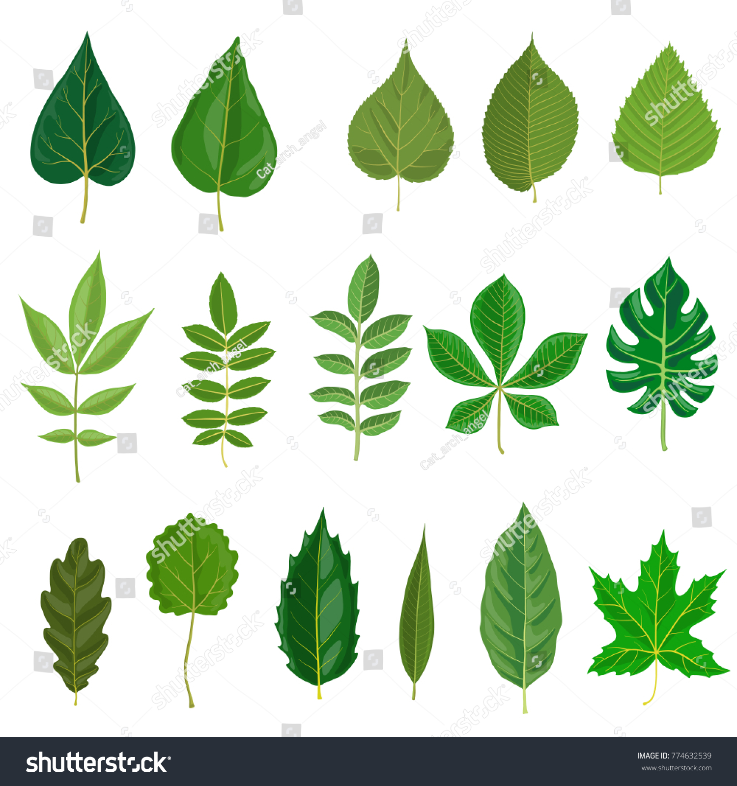 Vector Green Leaves Different Trees Isolated Stock Vector (royalty Free 