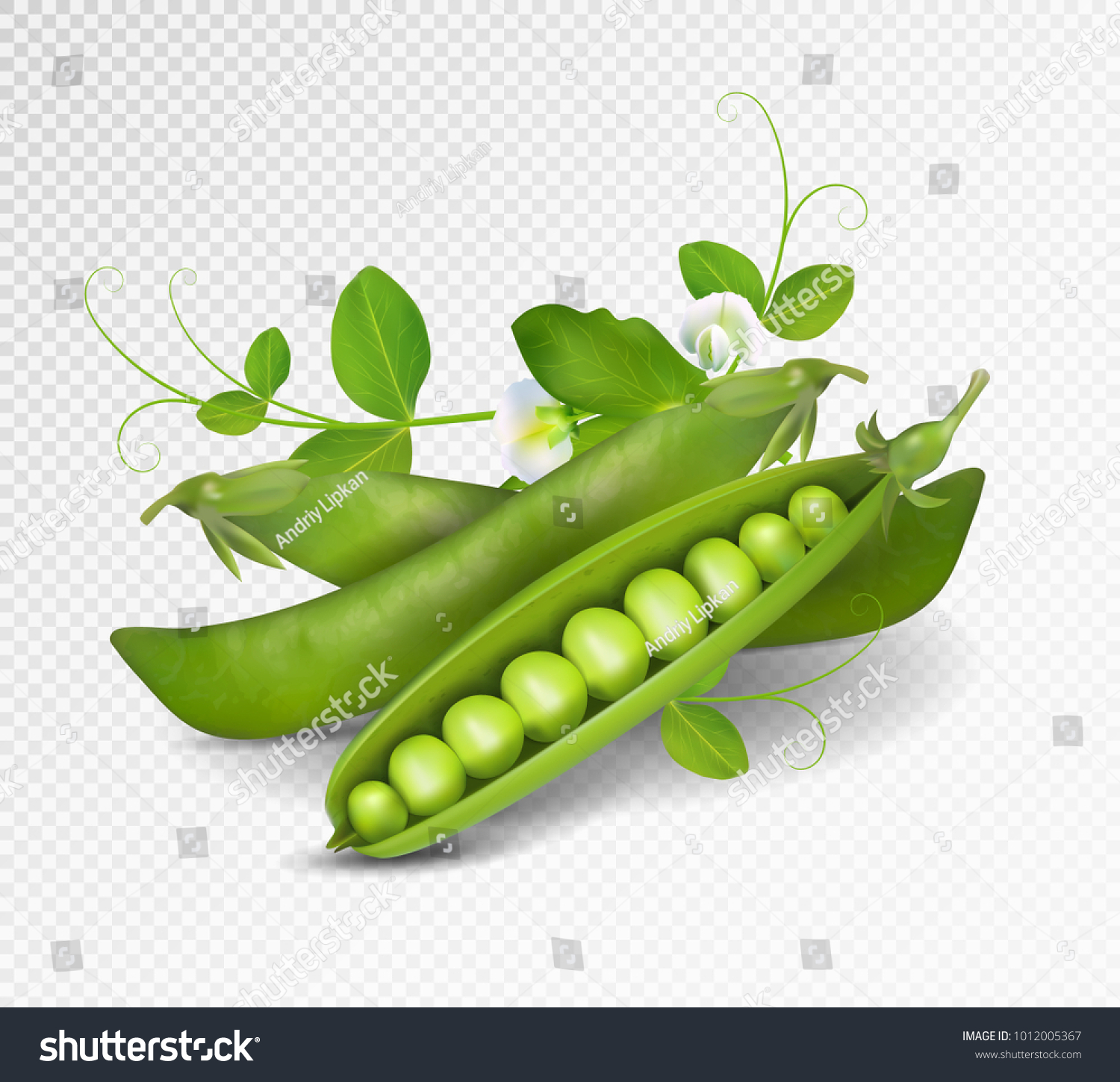 ベクターグリーンピース 透明な背景に緑の豆と葉と花の写実的なベクターポッド 3dの緑のエンドウ豆のイラスト のベクター画像素材 ロイヤリティフリー