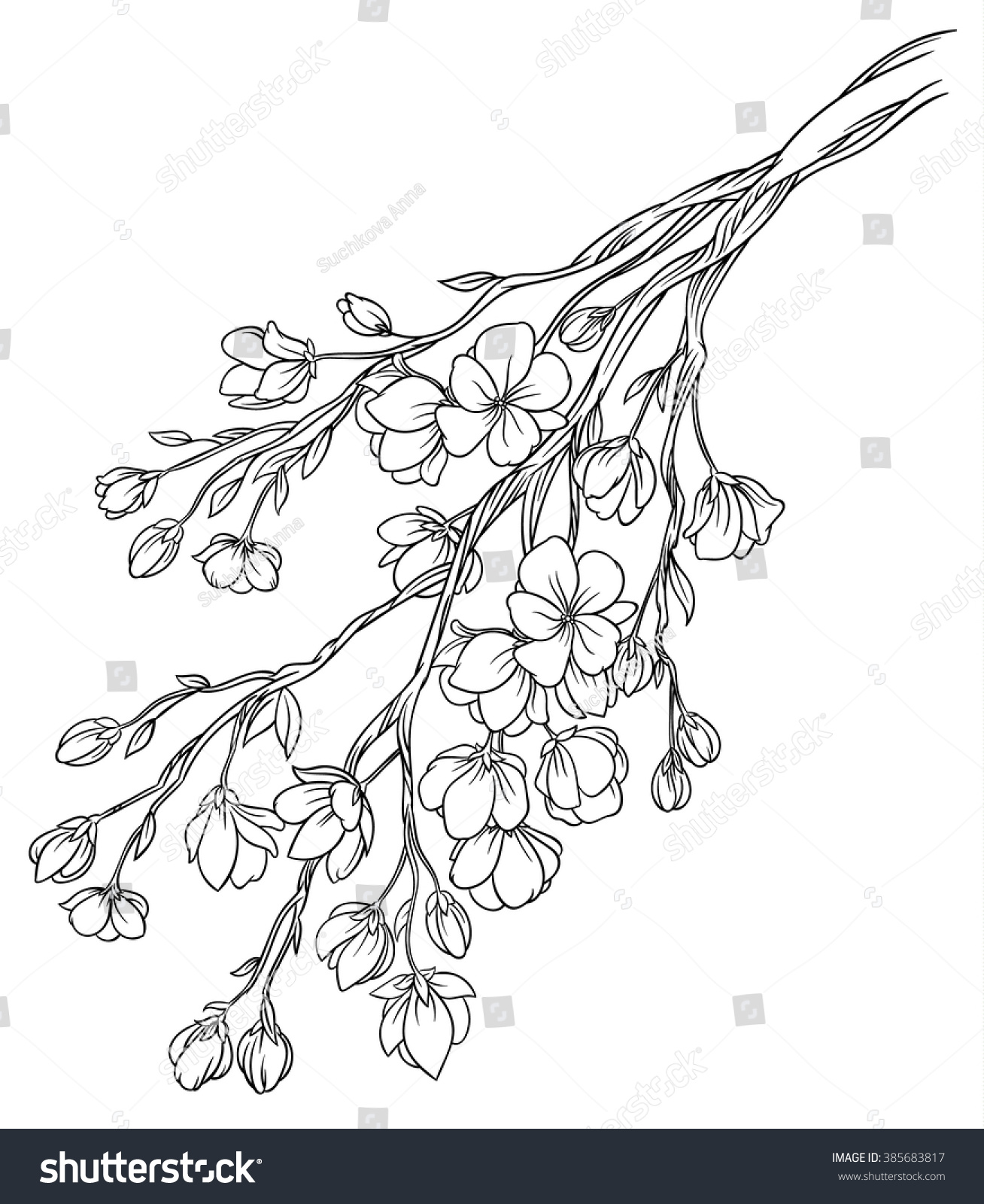 Vector Hand Drawing Branch Sakura Cherry Stock Vector (Royalty Free ...