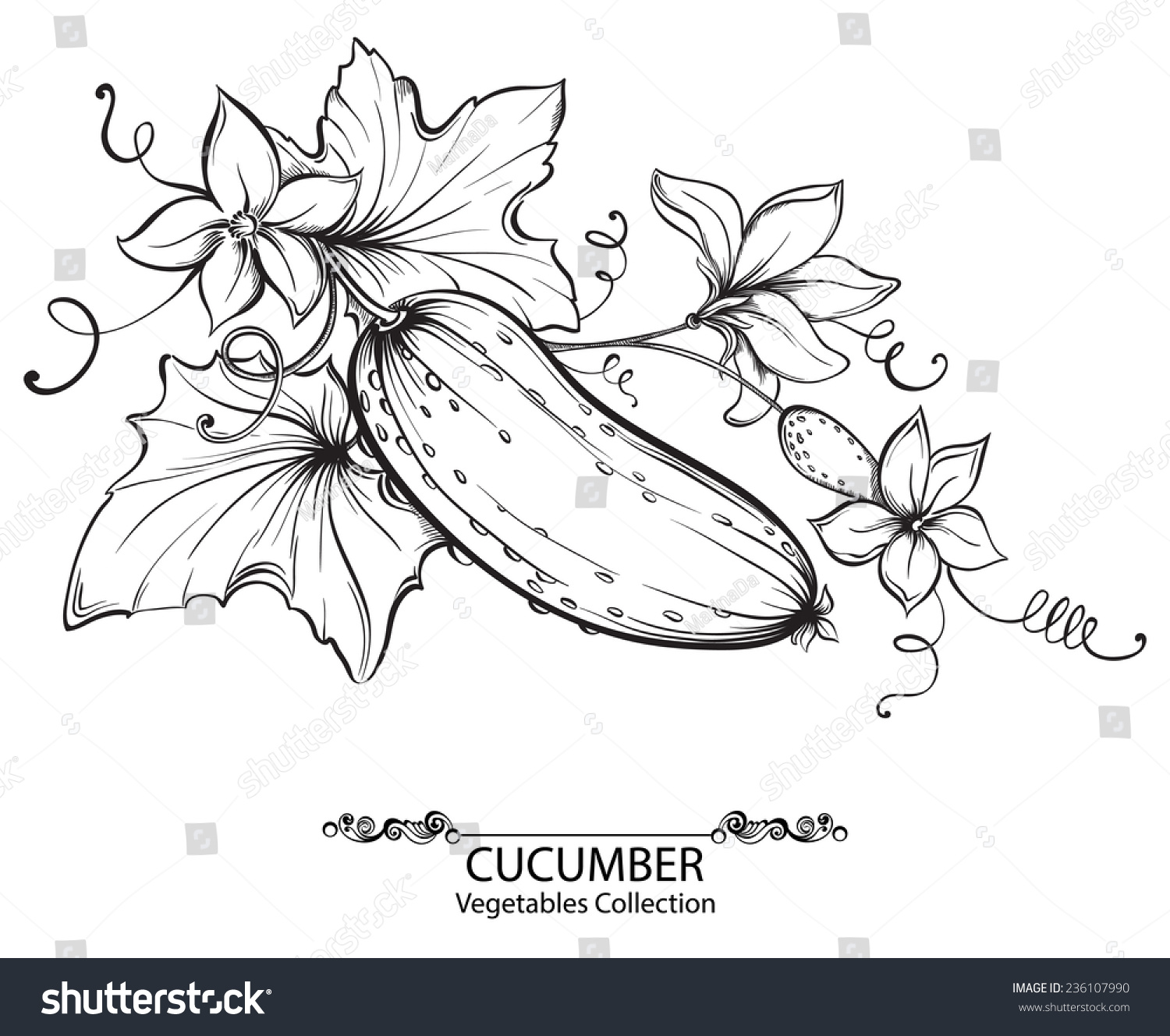 Vector Hand Drawing Illustration Cucumbers Flower Stock Vector ... for Drawing Cucumber
584dqh Vector Hand Drawing Illustration Cucumbers Flower Stock Vector ... for Drawing Cucumber
584dqh
