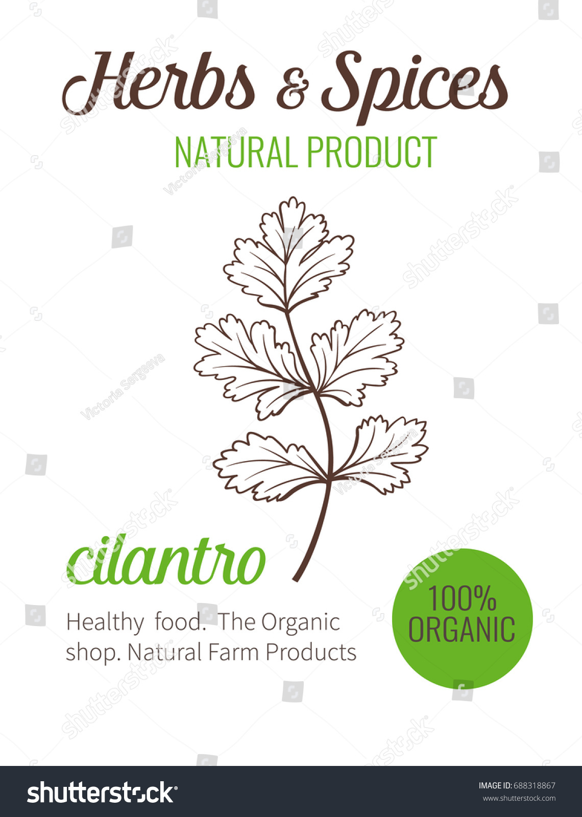 Vector Hand Drawn Cilantro Sketch Illustration Vector De Stock Libre