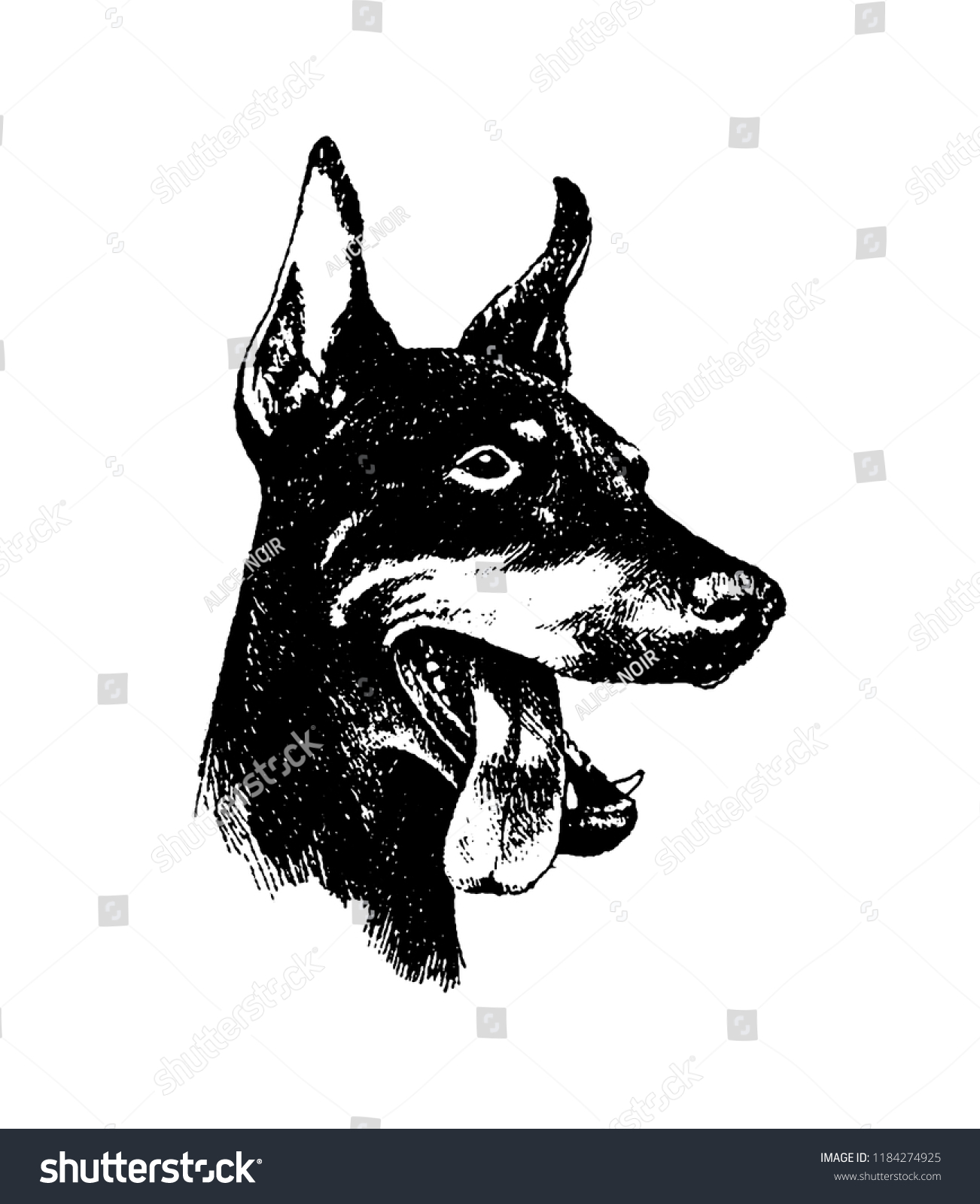 Vector Hand Drawn Doberman Dog Vintage のベクター画像素材 ロイヤリティフリー