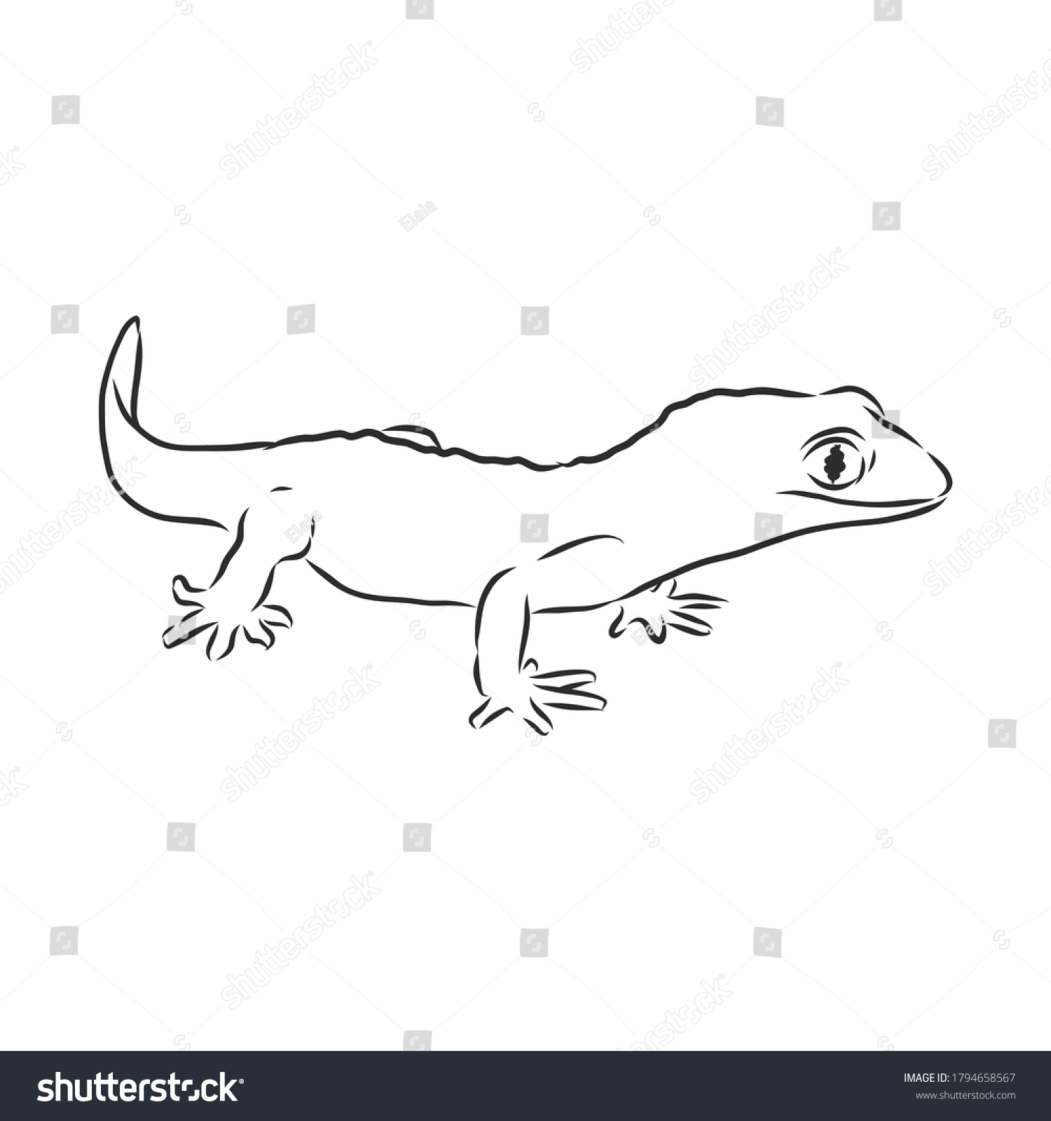 Vector Hand Drawn Doodle Sketch Gecko Stock Vector (Royalty Free ...