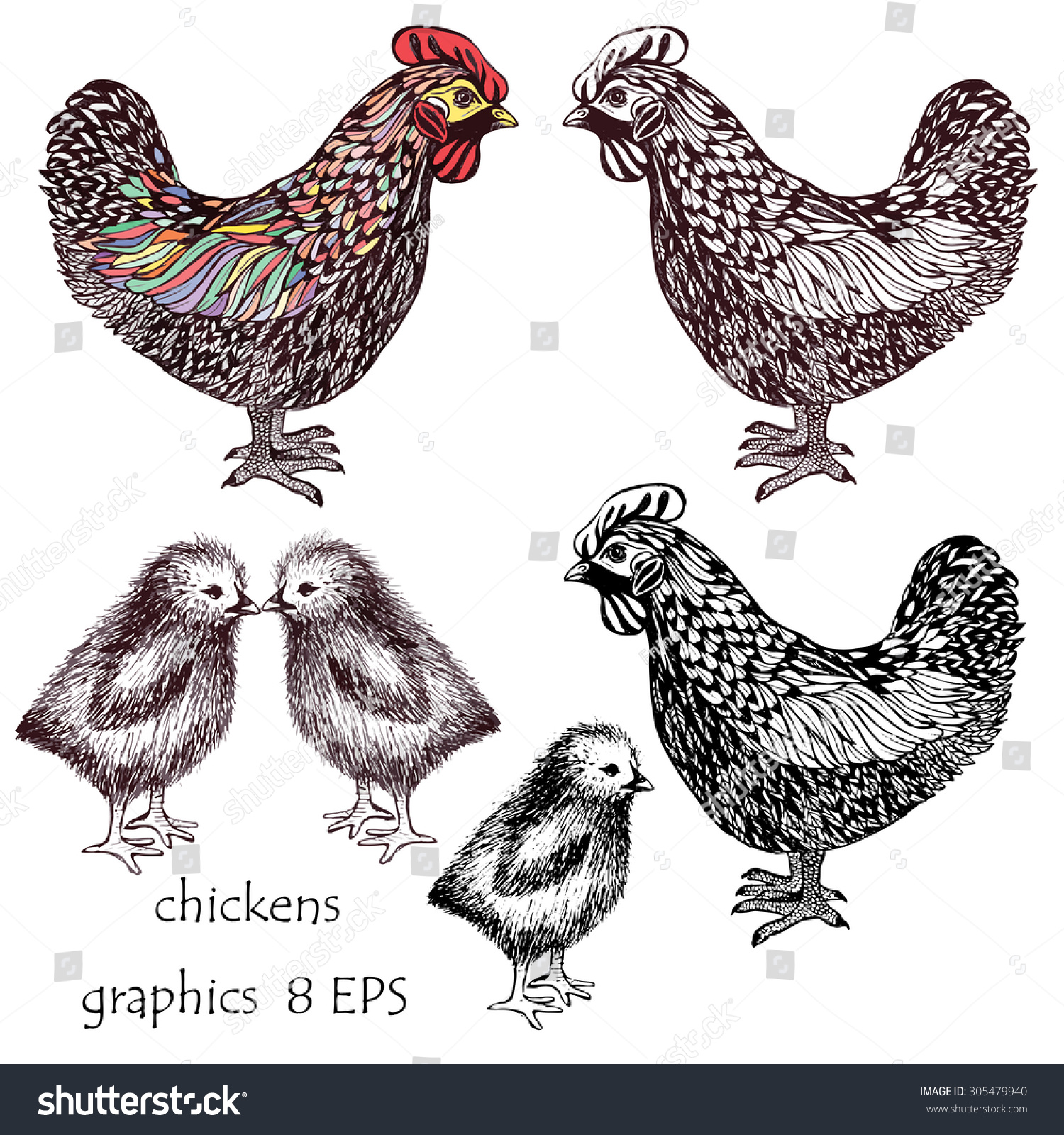 Vector Hand-Drawn Hens And Chickens - 305479940 : Shutterstock