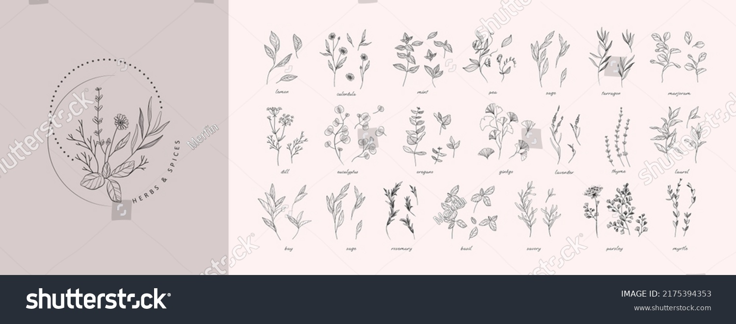 SVG of Vector hand drawn herbs and spices set. Vintage trendy botanical elements. Hand drawn line leaves branches and blooming. . Vector trendy greenery svg