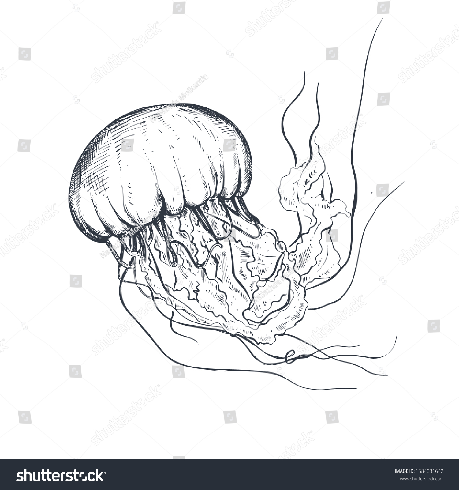 10,186 Jellyfish sketch Images, Stock Photos & Vectors | Shutterstock
