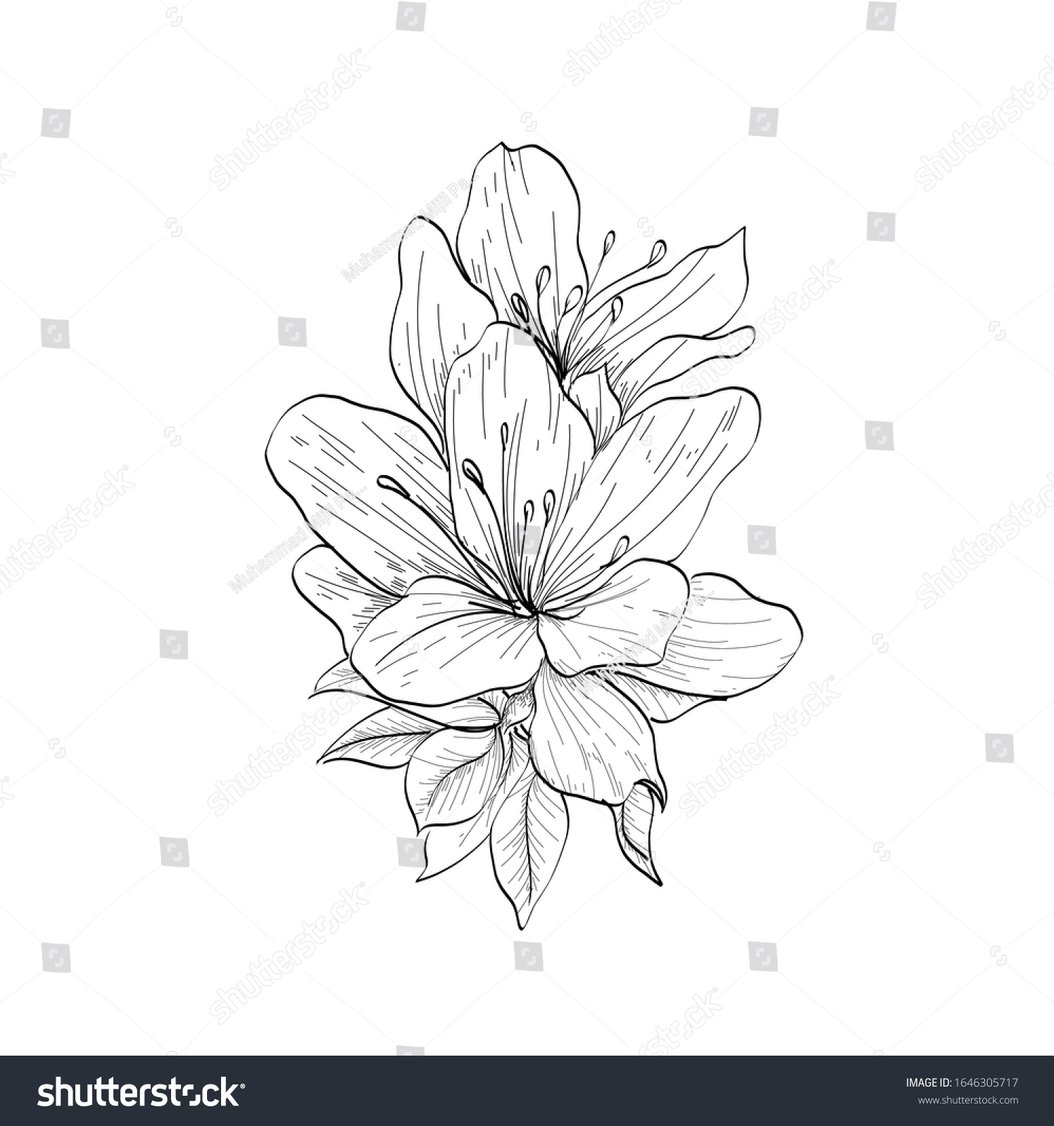 Vector Hand Drawn Plants Botanical Sketch Stock Vector (Royalty Free ...