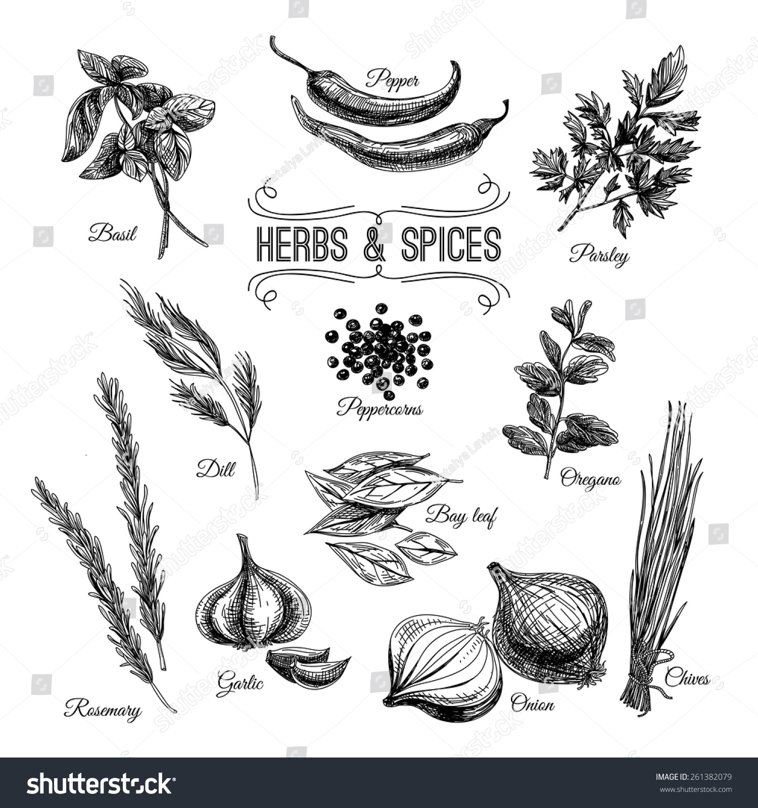 SVG of Vector hand drawn set with culinary herbs and spices. Sketch illustration. svg
