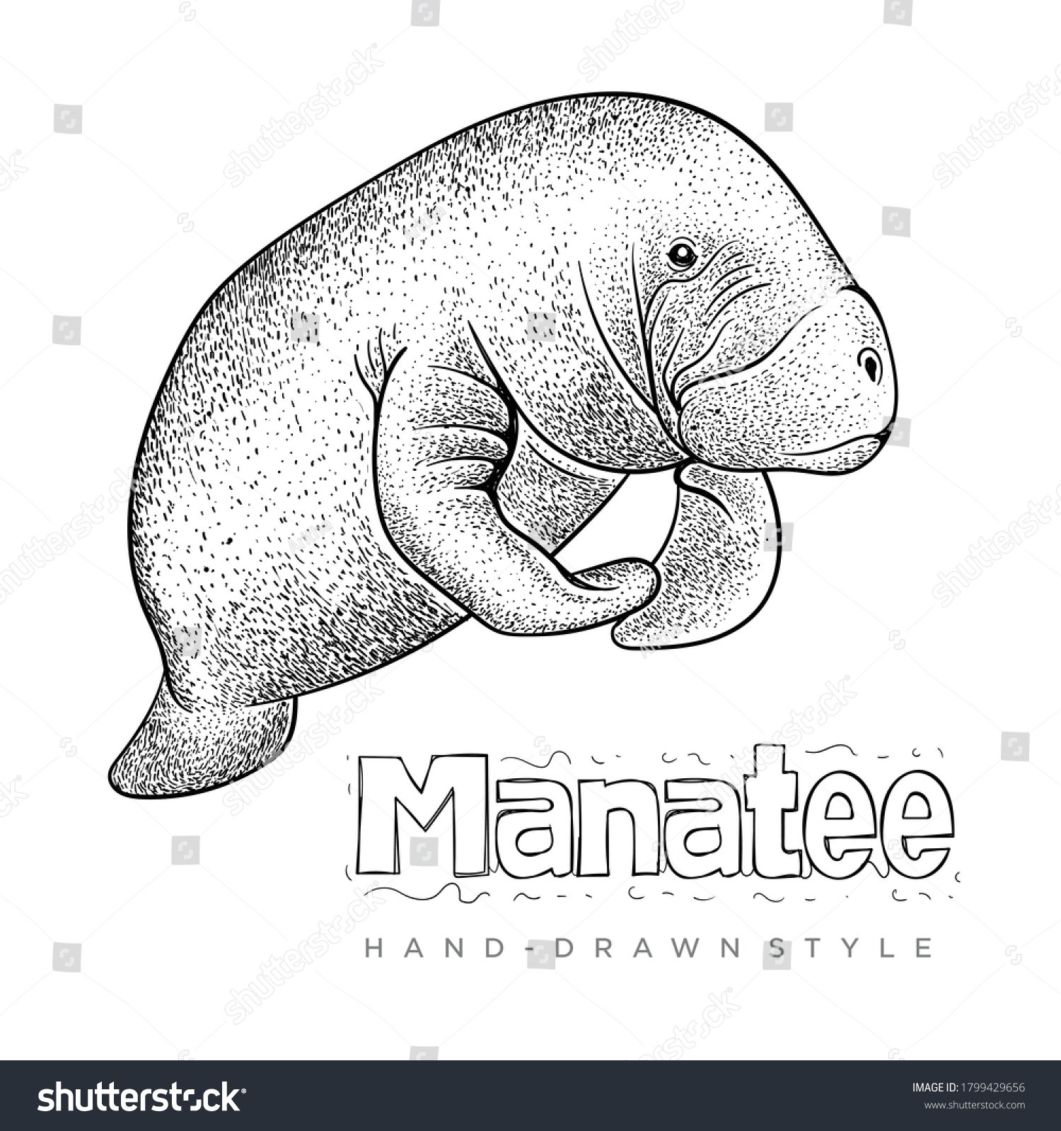 SVG of vector hand drawn style manatee. realistic animal illustrations svg