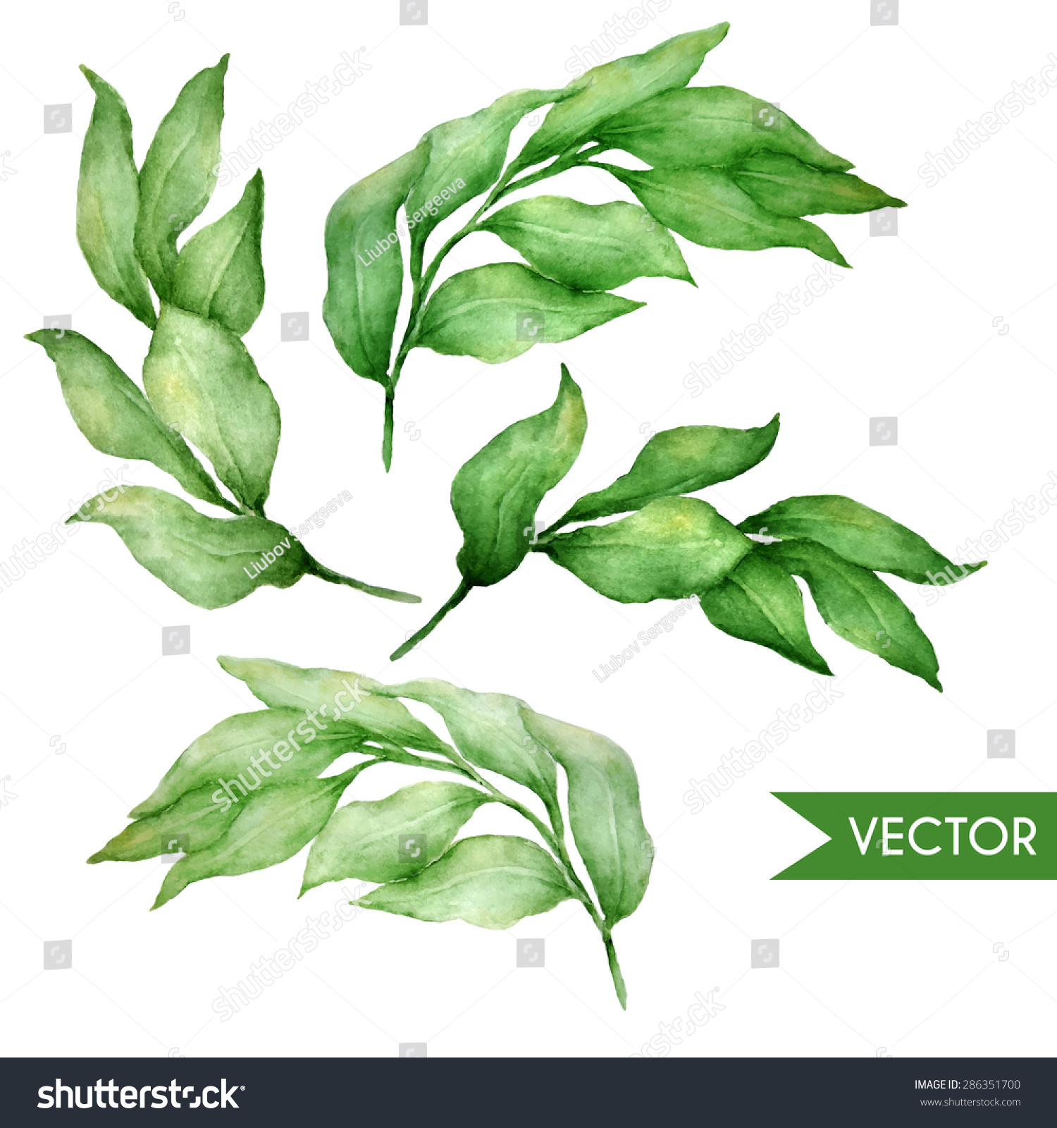 SVG of Vector hand drawn watercolor bay leaves set.  svg