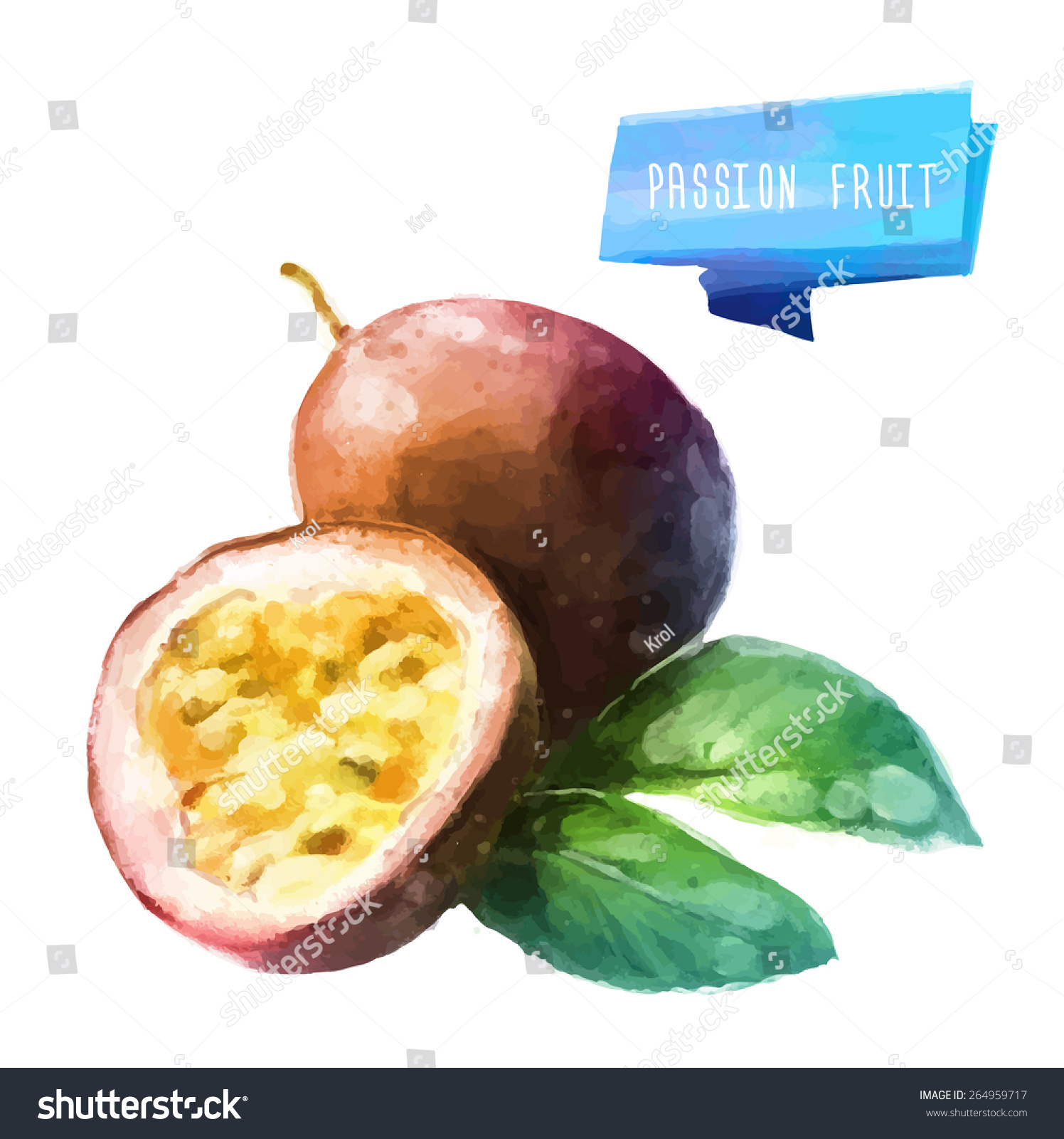 Vector Hand Drawn Watercolor Painting Fruit Passion Fruit On White ...