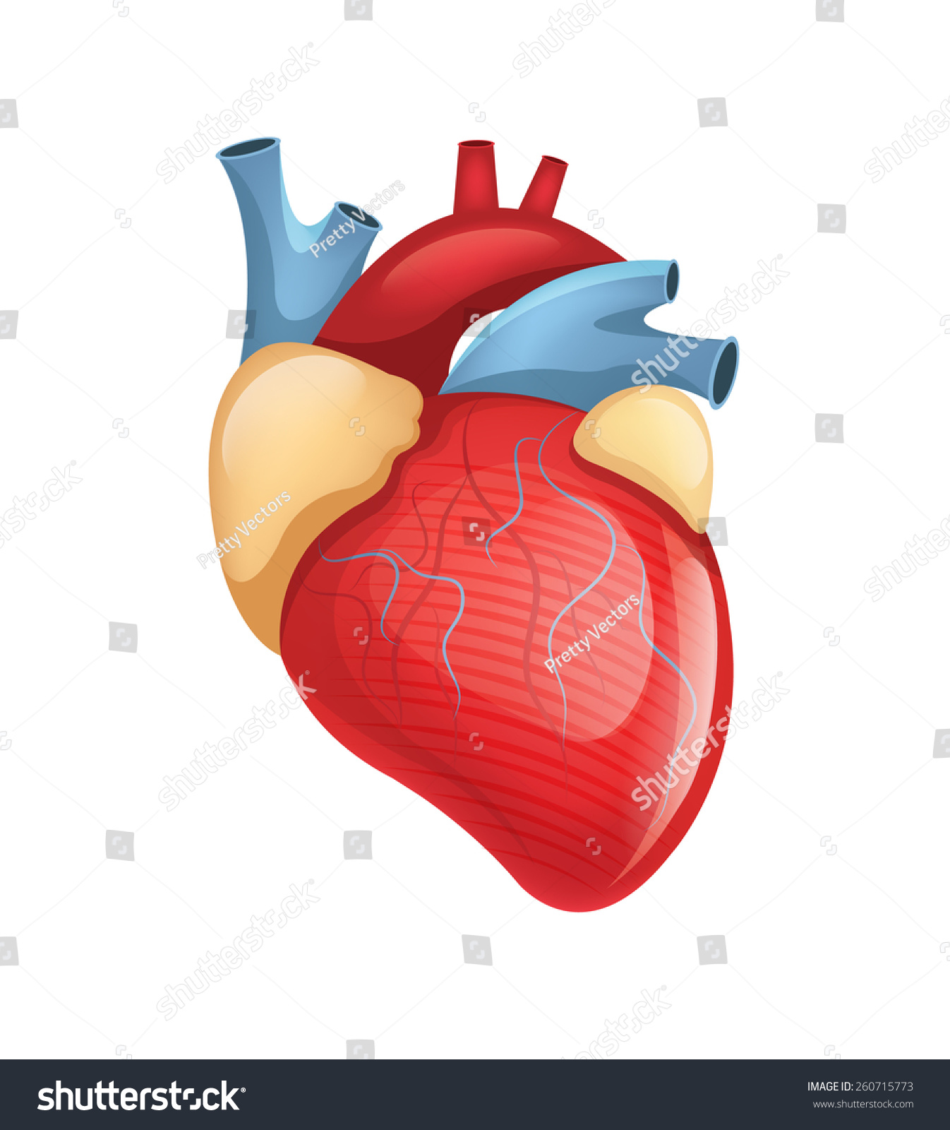 Vector Human Heart Illustration - 260715773 : Shutterstock