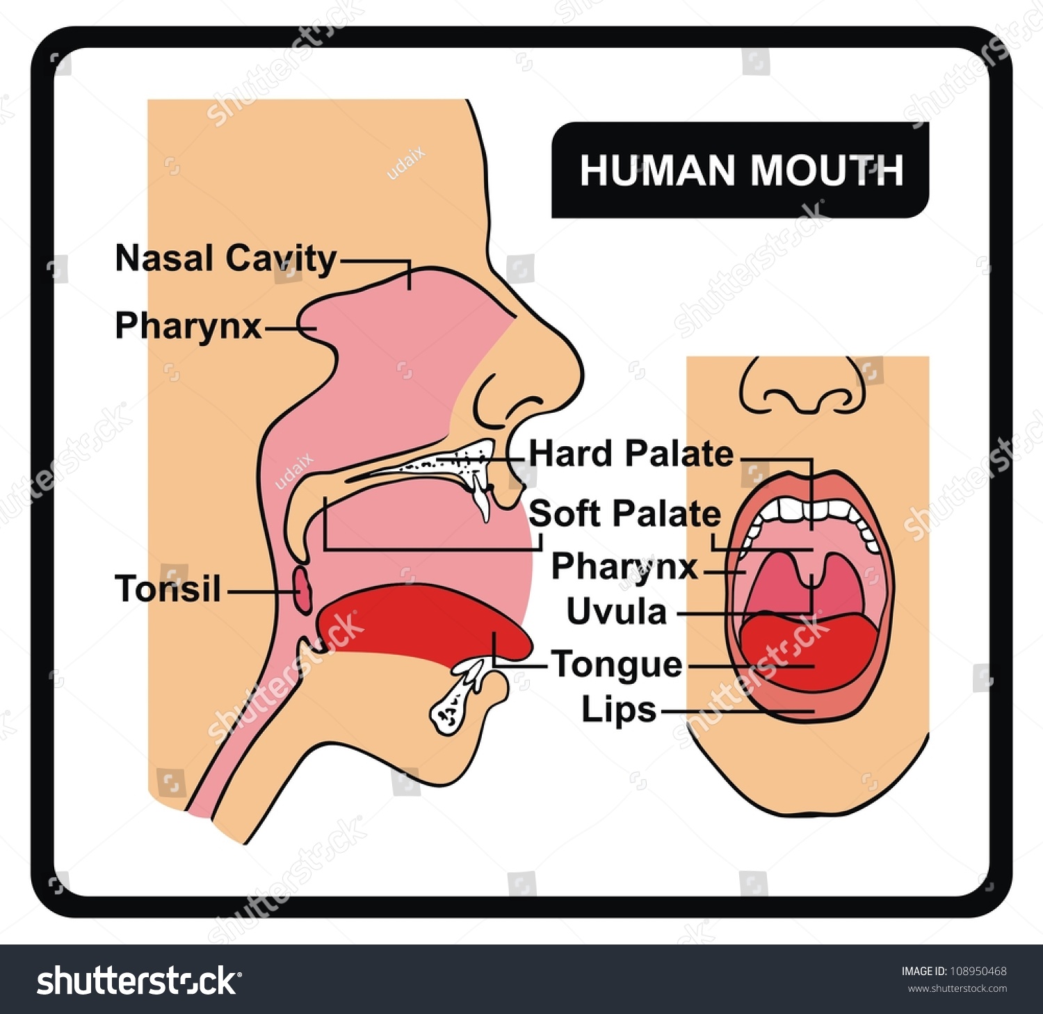 Vector Human Mouth Anatomy Stock Vector 108950468 - Shutterstock