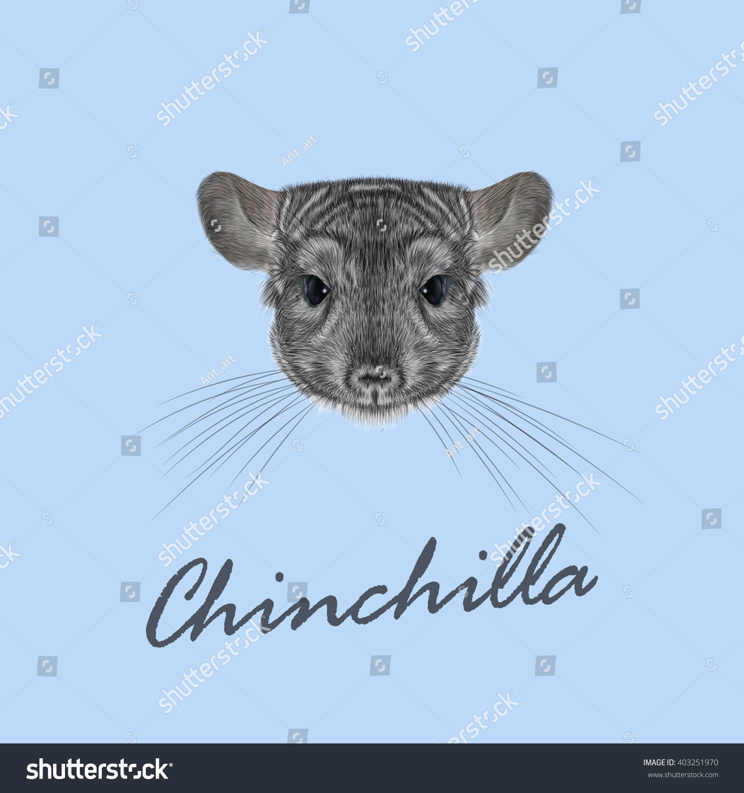 SVG of Vector Illustrated portrait of Chinchilla.Cute fluffy face of Chinchilla on blue background. svg