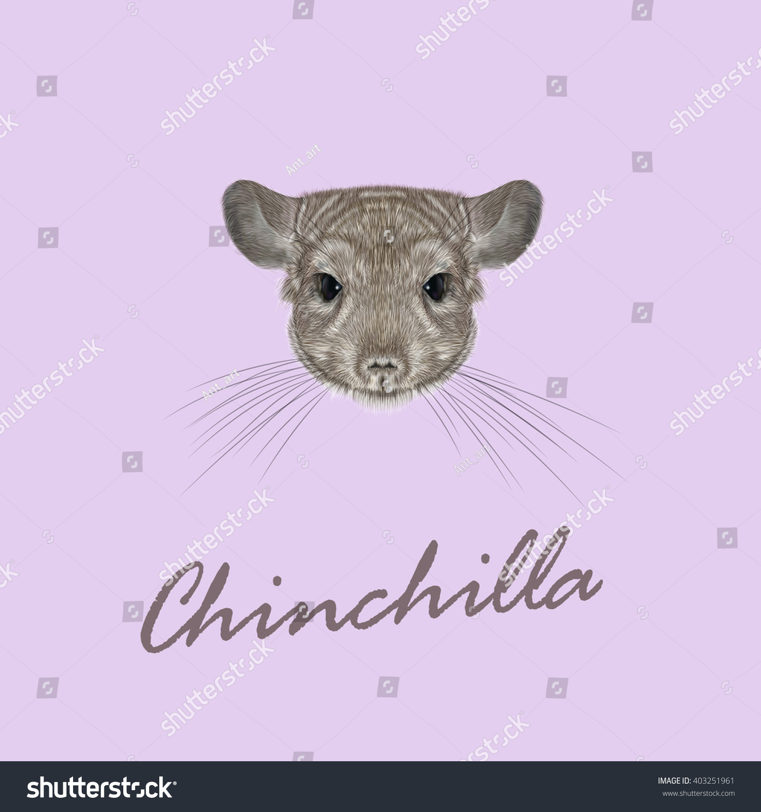 SVG of Vector Illustrated portrait of Chinchilla.Cute fluffy face of Chinchilla on pink background. svg
